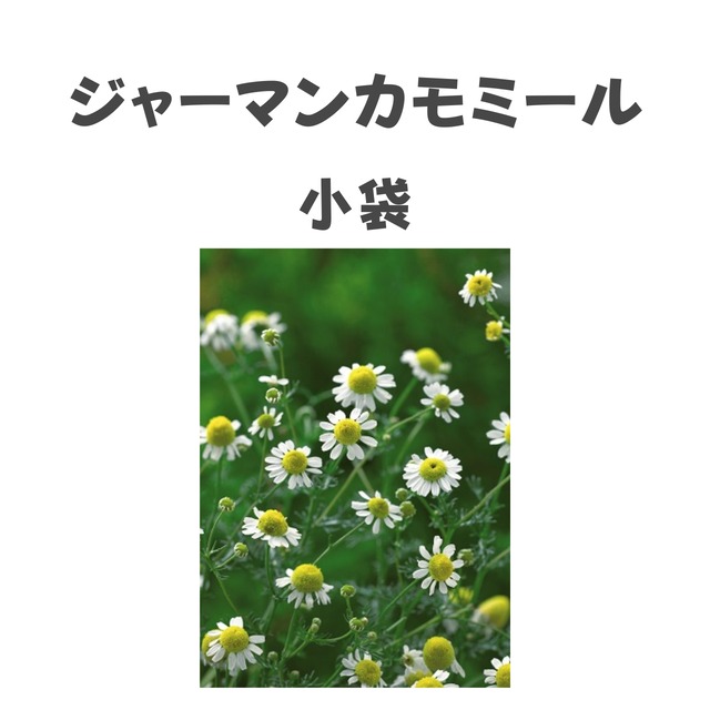 ジャーマンカモミール　ハーブ種子・小袋