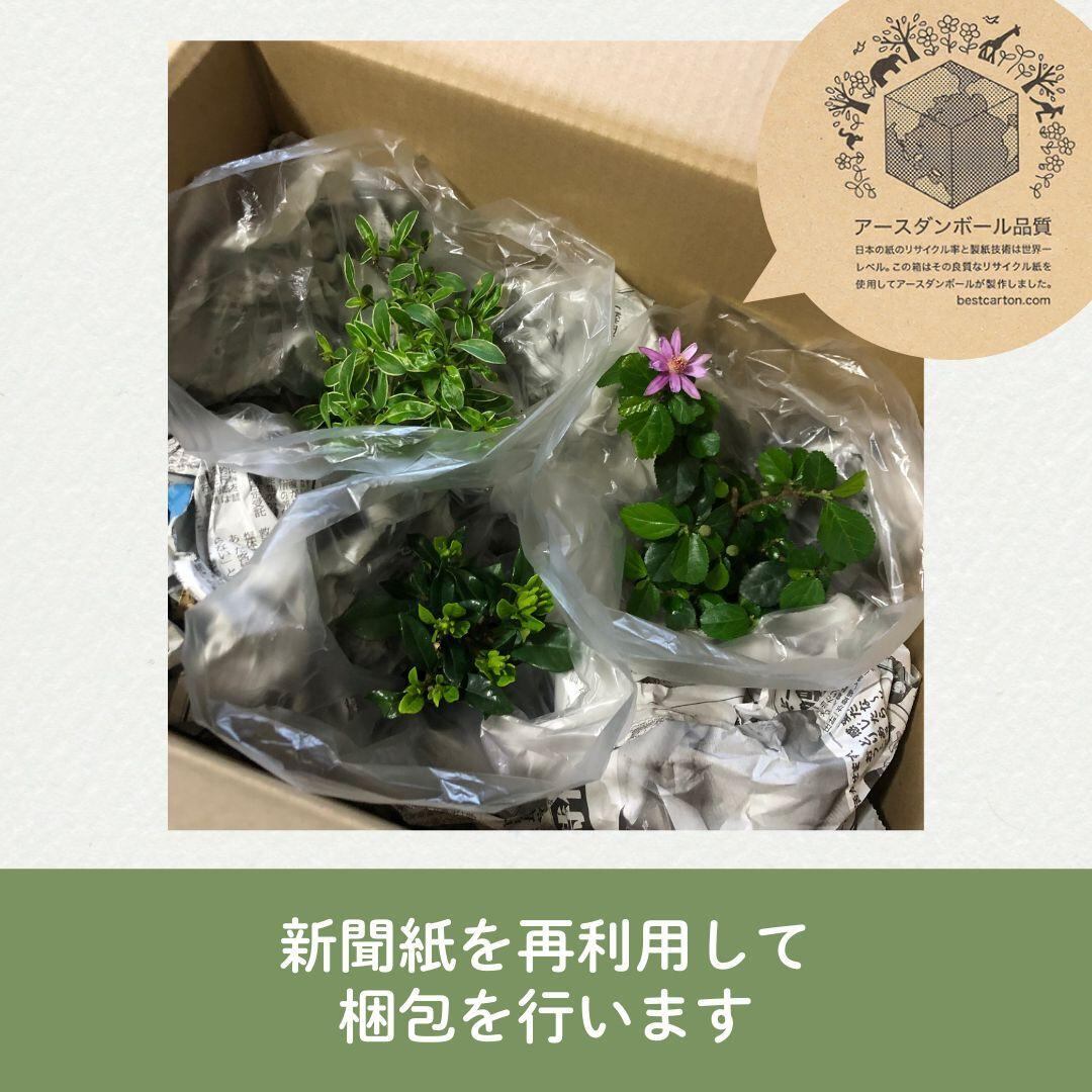 ガジュマル 盆栽 陶器鉢付き(新品) ガジュマル 盆栽 陶器鉢付き(新品)