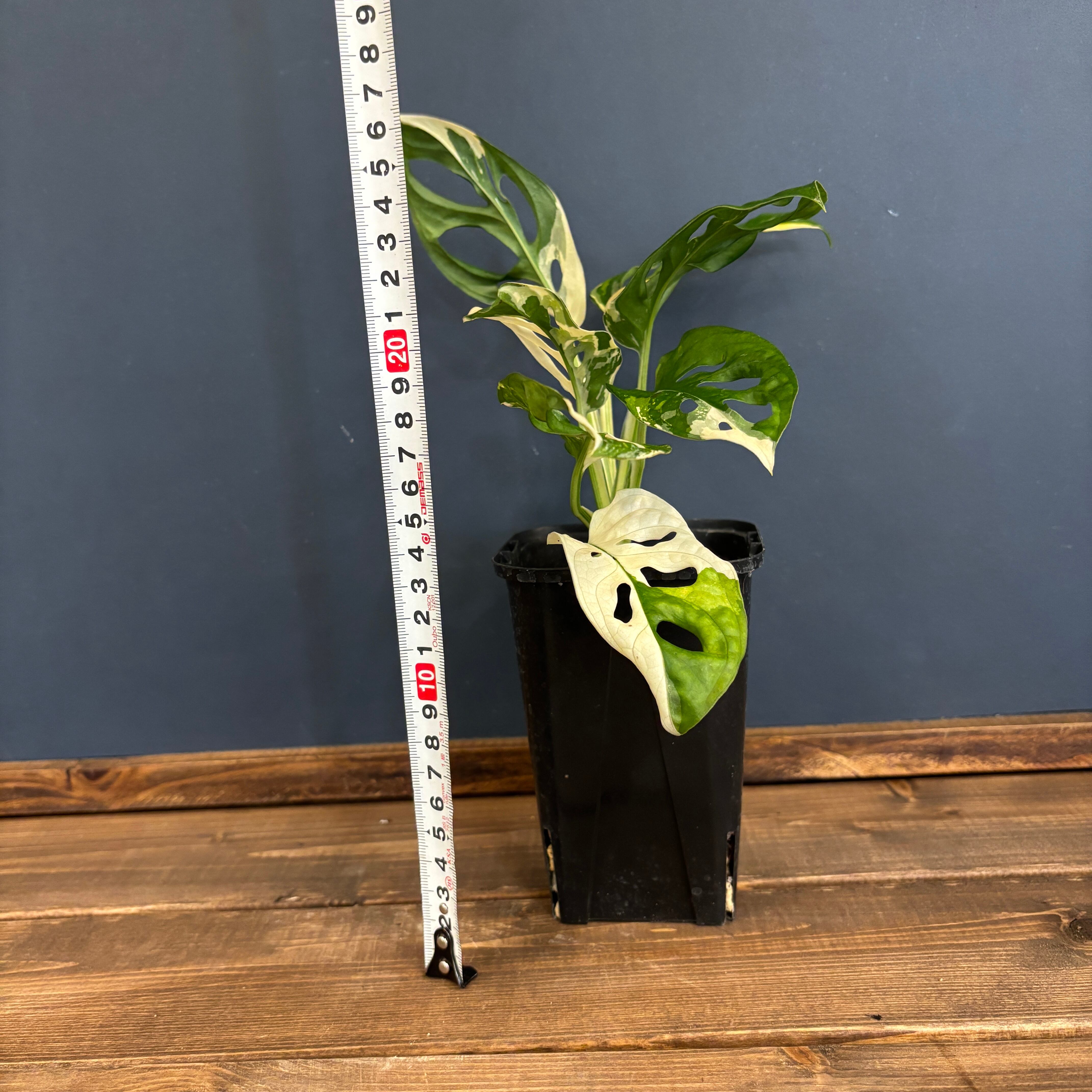 1369S 【最終価格！】斑入りモンステラ マドカズラ