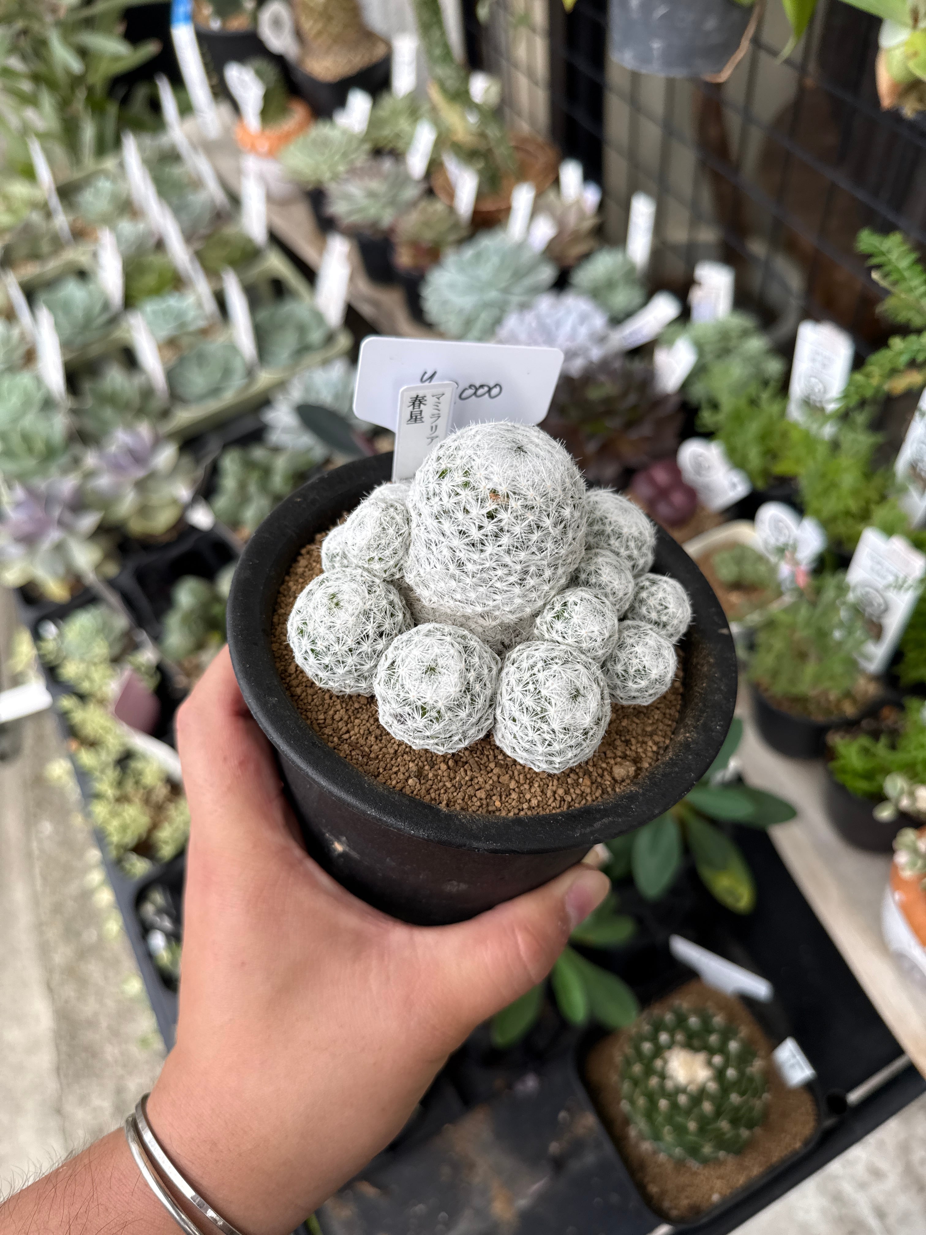 コチレドン 