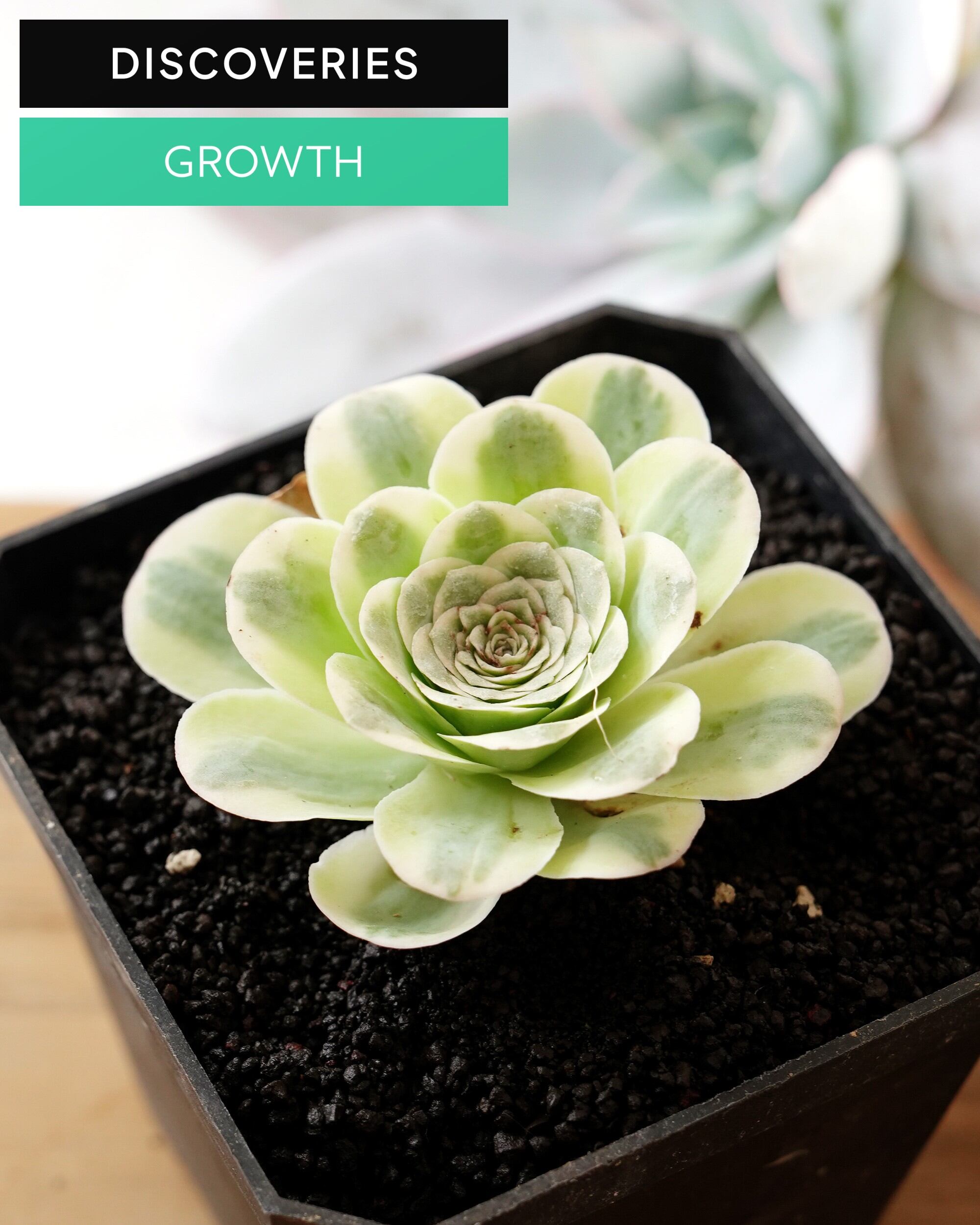 PREMIUM】 抜き苗 ホワイトラバー Echeveria 'White Lover' | PUKUBOOK