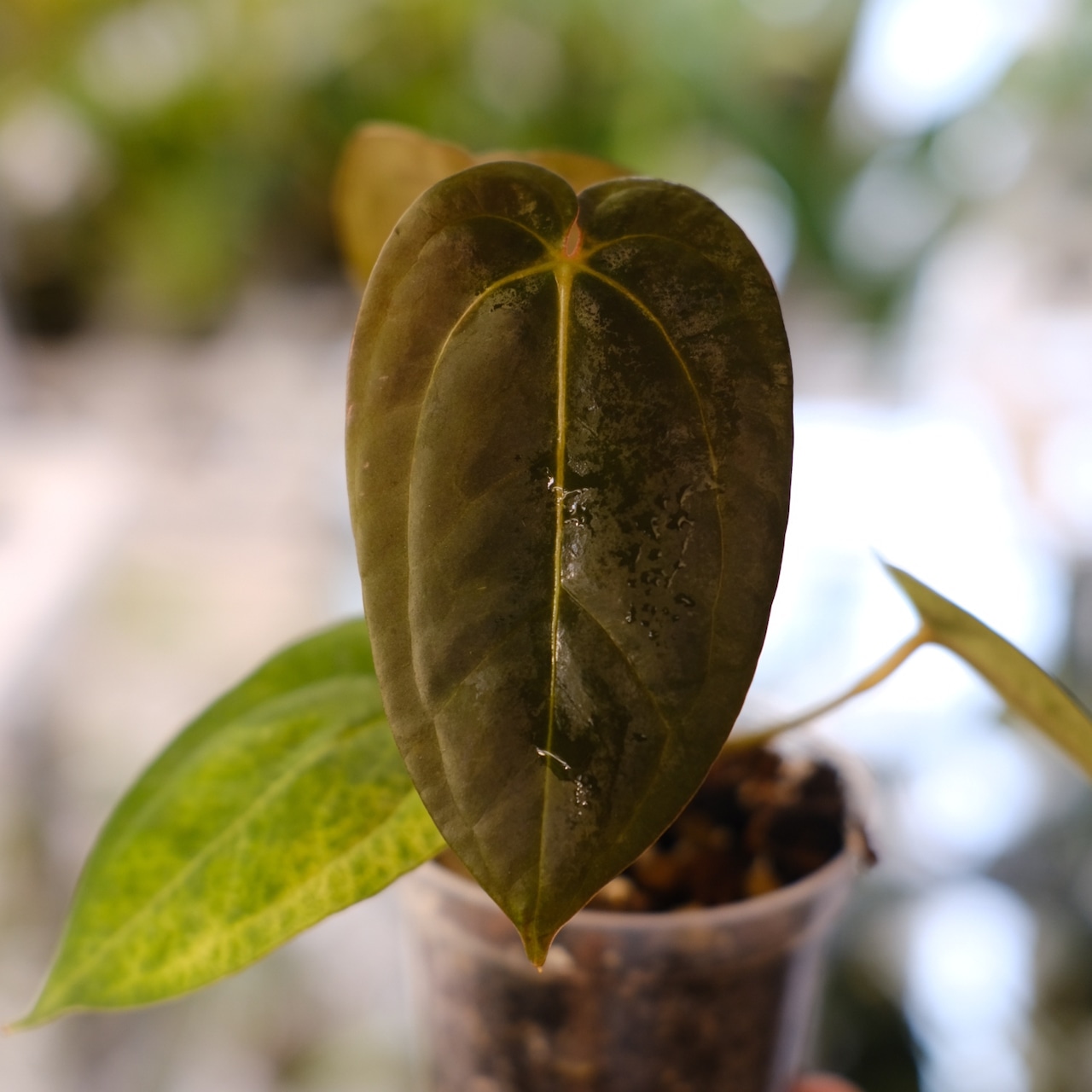 Anthurium Papillilaminum Guna Yala x Forgetii Dark③│観葉植物