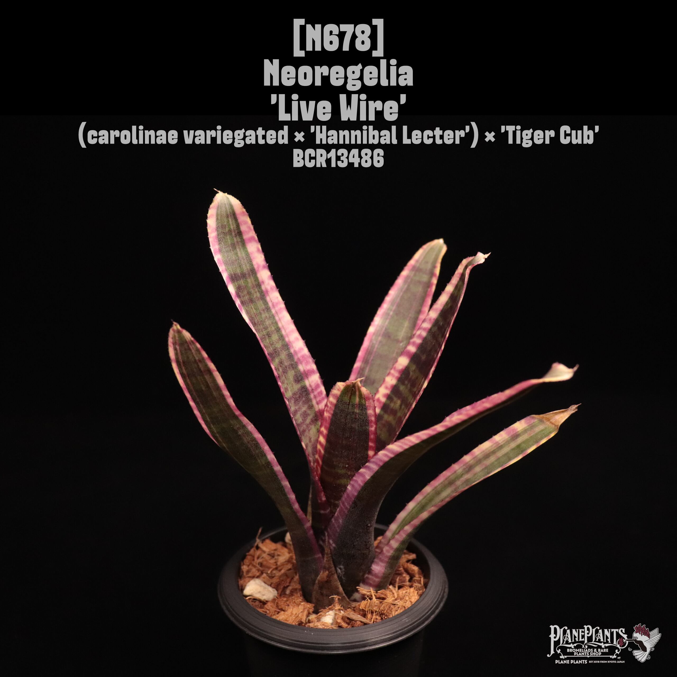 Neoregelia 'Live Wire'〔ネオレゲリア〕N678