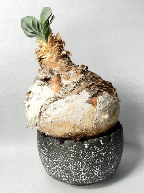 ブーファン・ハエマンソイデス