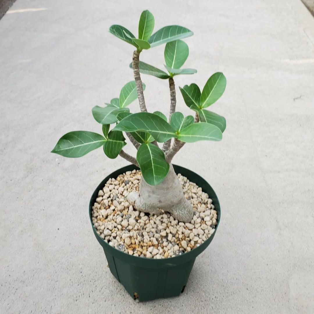 ☆アデニウム☆タイソコトラナム☆塊根植物☆コーデックスプランツ