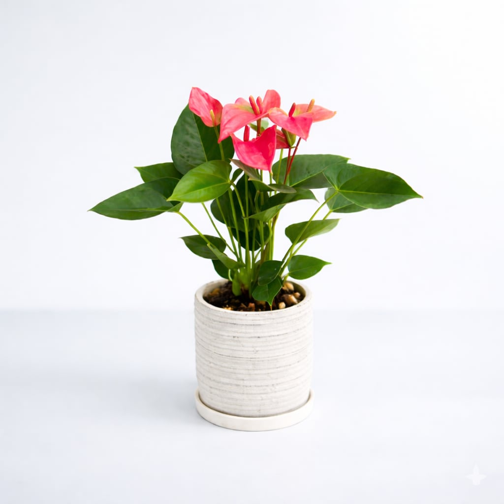 【お祝い・インテリア用】アンスリウム 5号 陶器 レッド