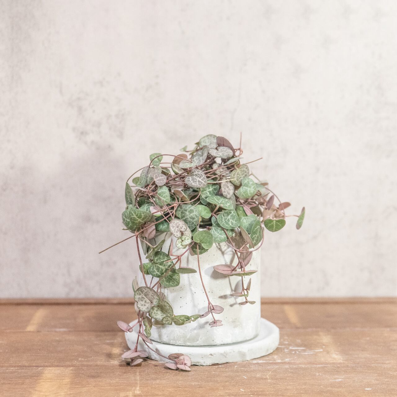 ハートカズラ｜シルバーグリーンの葉模様が映える可憐なつる植物【手作りモルタル鉢／虫発生抑制】