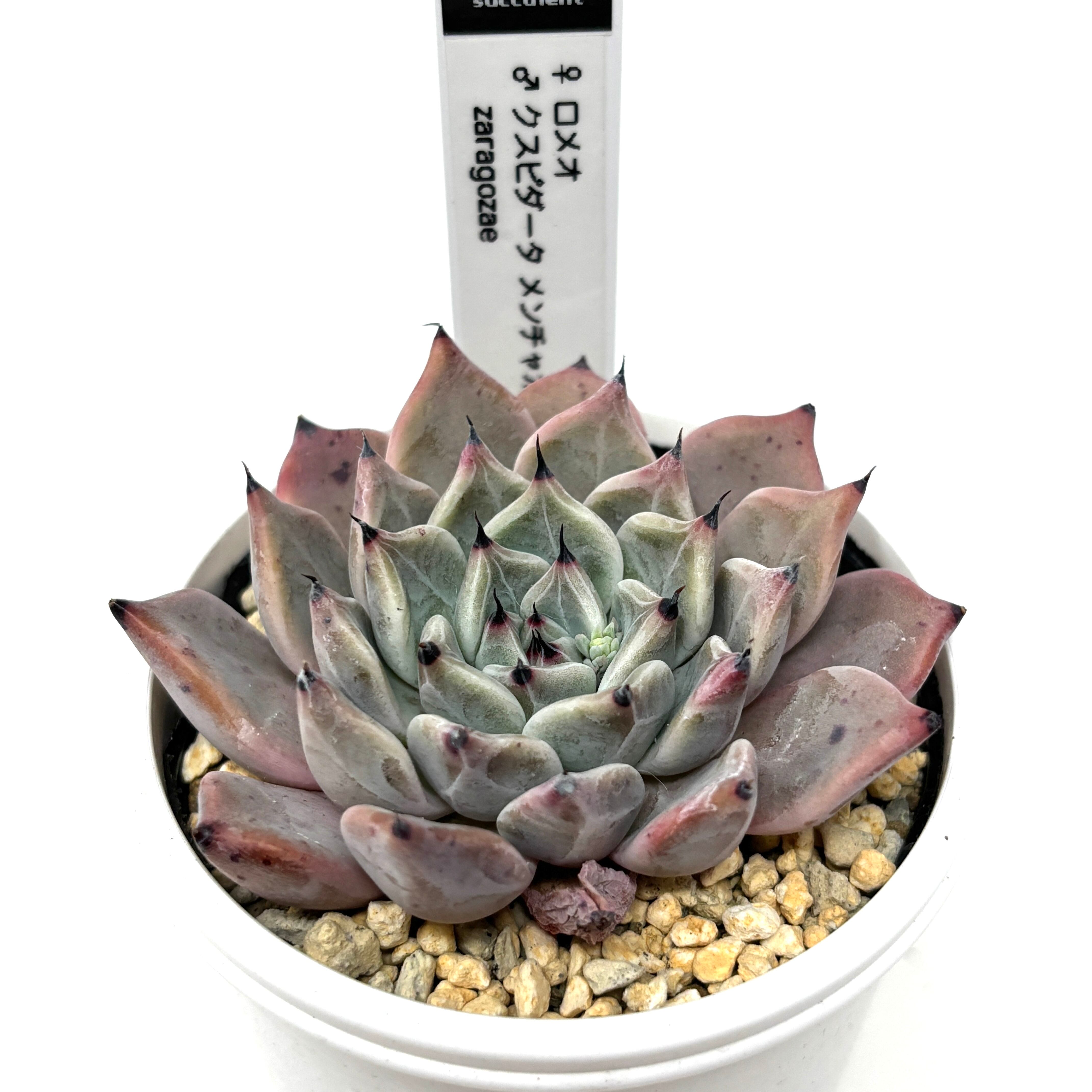 marumocoさん苗 エケベリア ♀ロメオ × ♂クスピダータメンチャカ zaragozae【948】