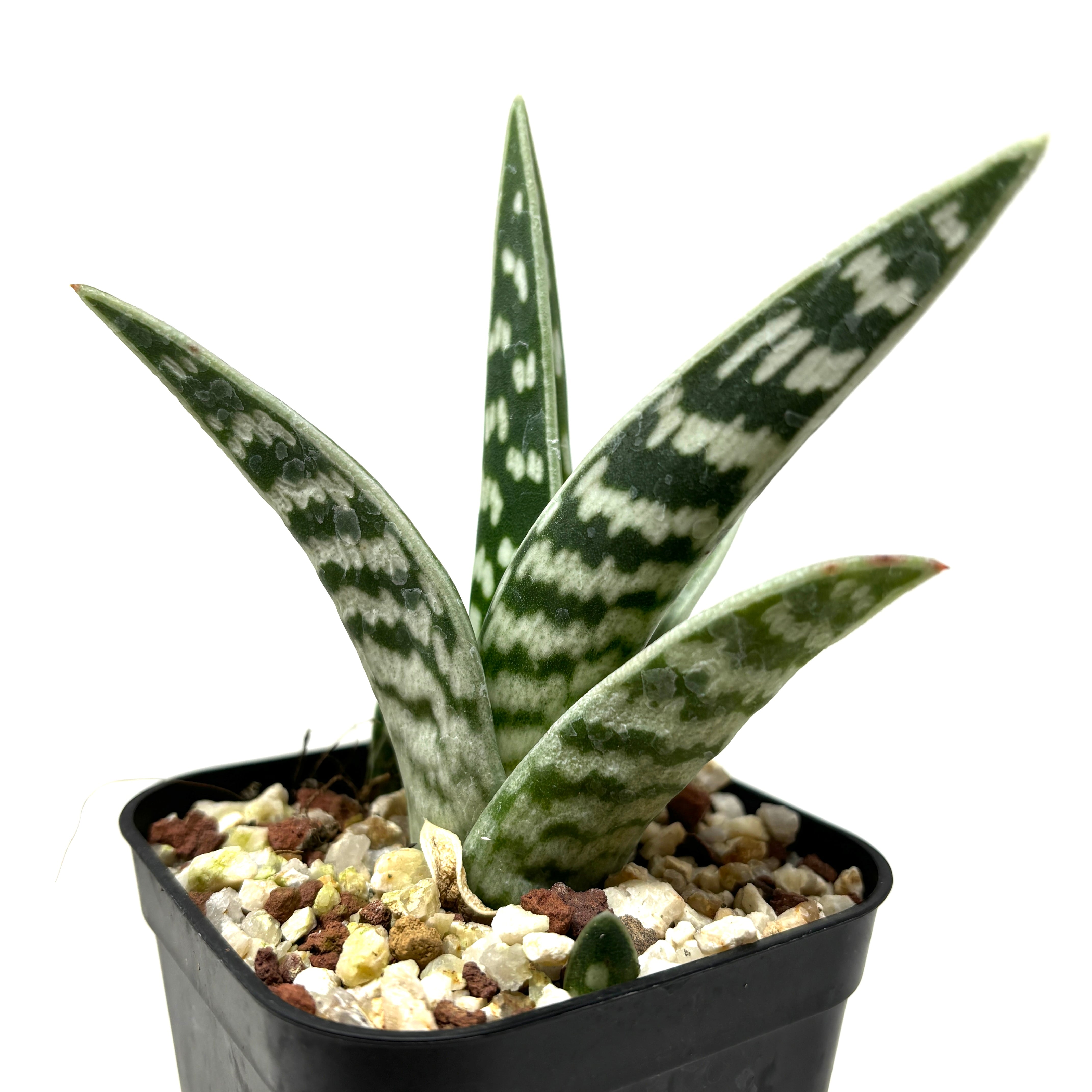 アロエ 千代田錦【015】 | PROTOLEAF プロトリーフ