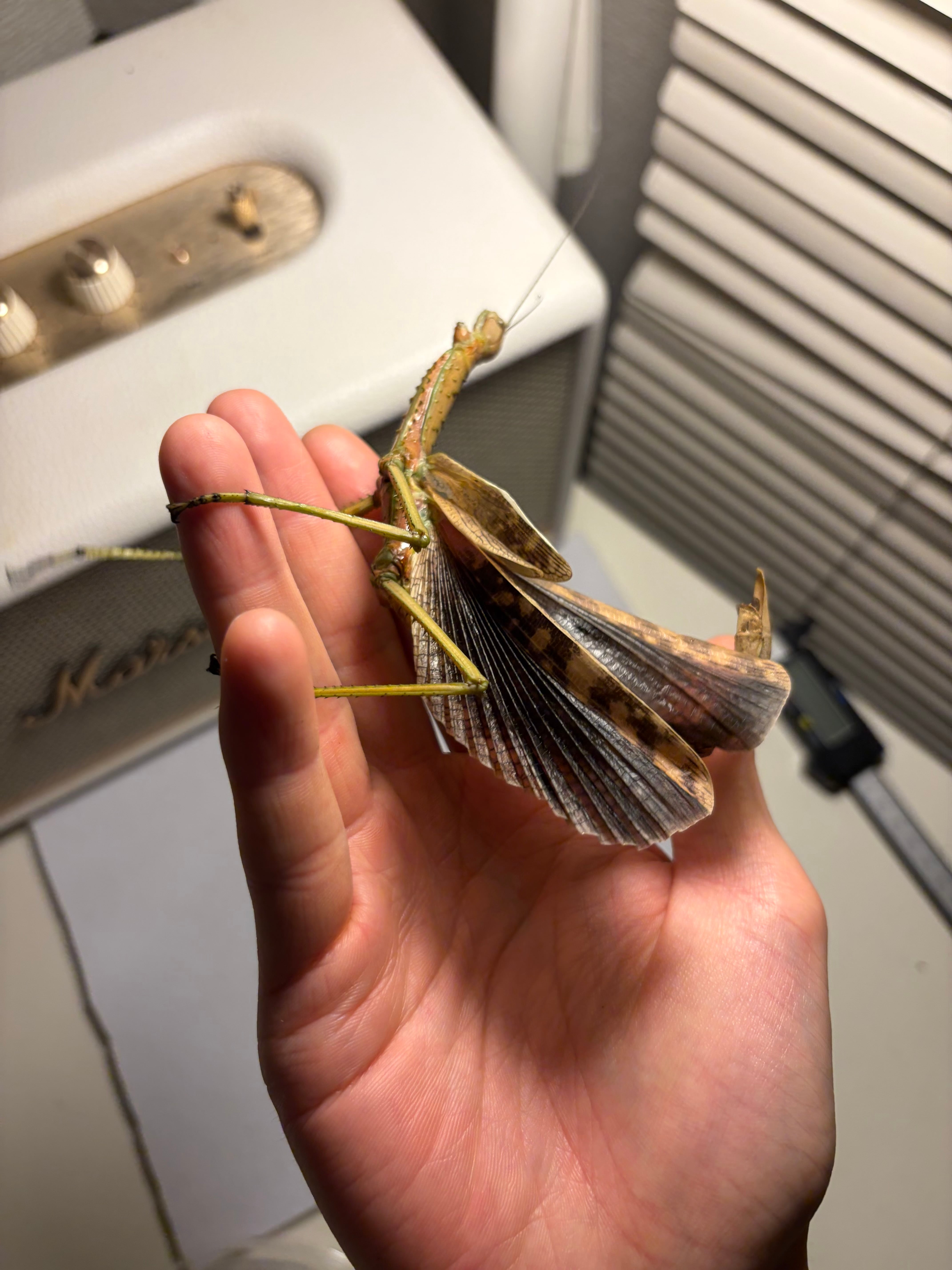 B品成虫ペア】ウルフィングナナフシ コノハムシカマキリマンティス