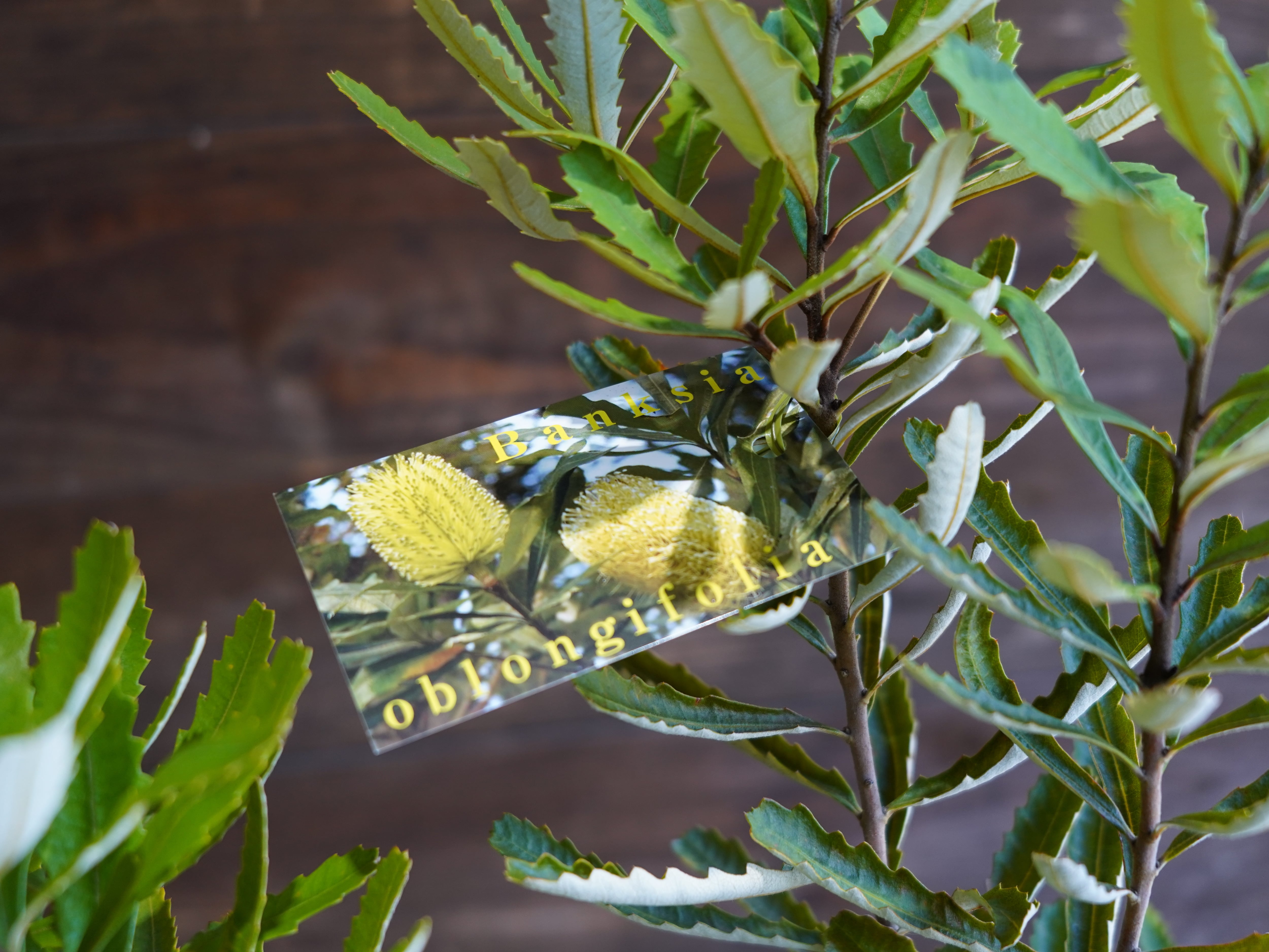 【現物】バンクシア　”オブロンギフォリア”　B