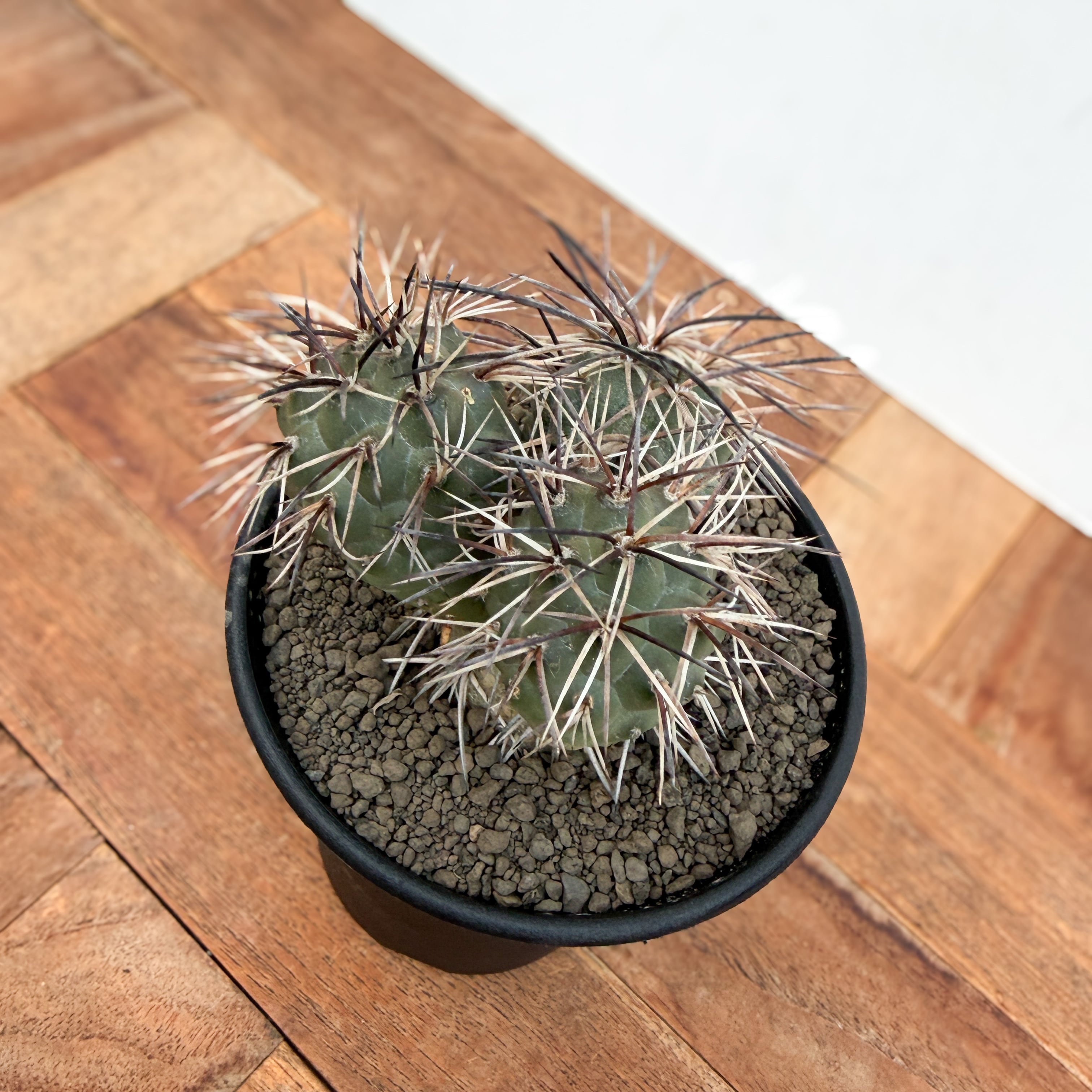 Tephrocactus alexanderi【テフロカクタス・アレキサンデリ】 | RIMO'S