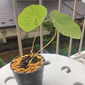 Stephania kaweesakii /ステファニア・カウィーサキ④