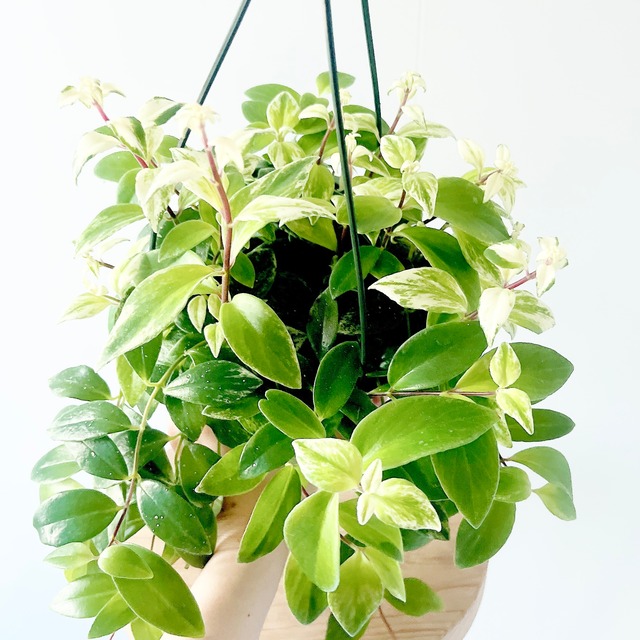 華やかなエスキナンサス ラディカンス 斑入り ハンギング 観葉植物 calm cafe