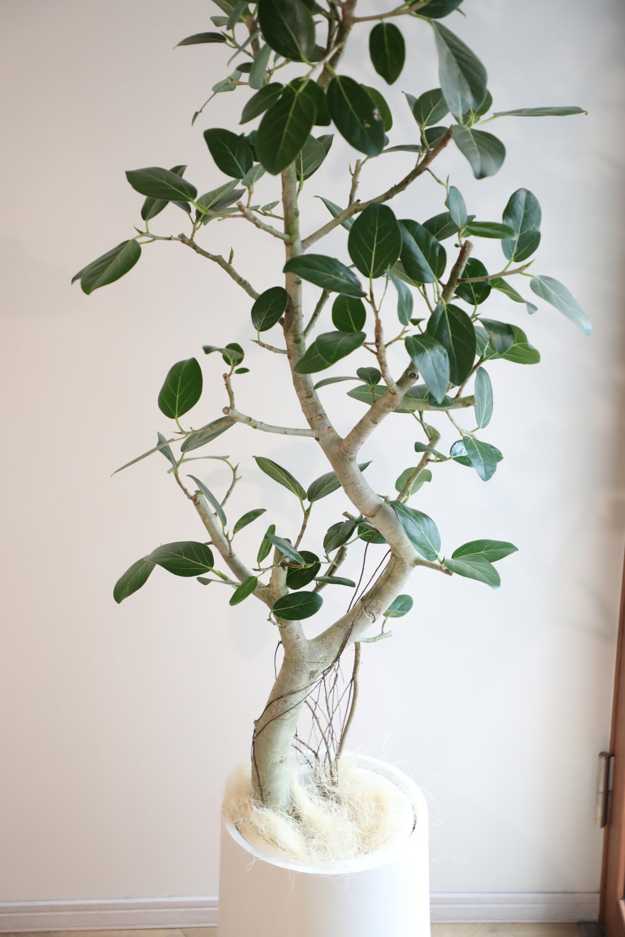 観葉植物 フィカス ベンガレンシス 150cm