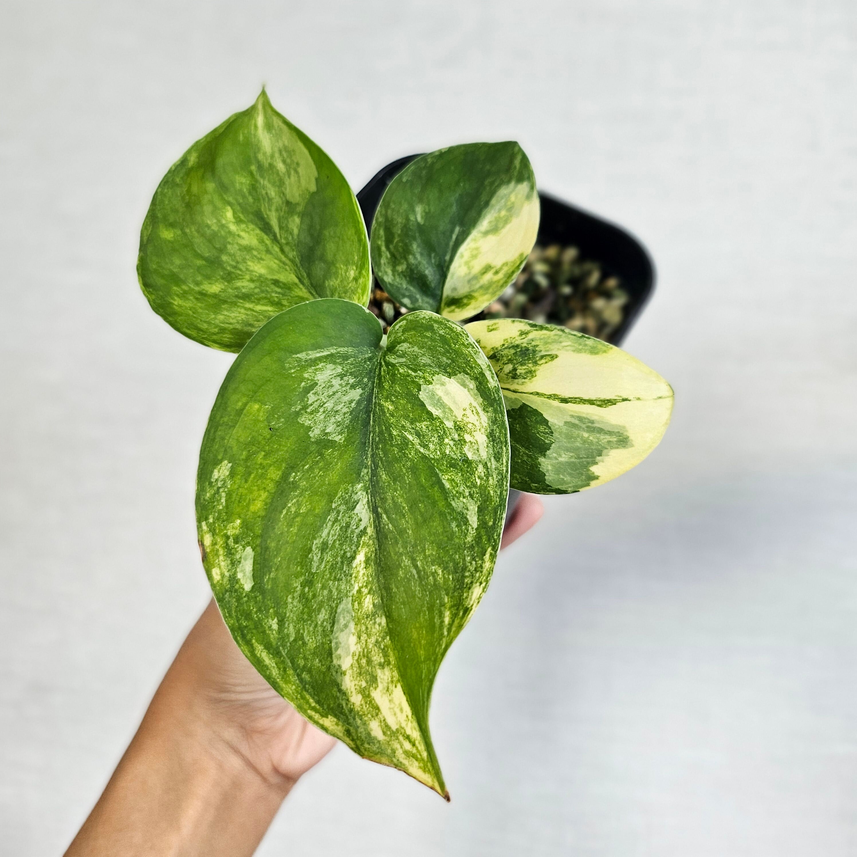 ⑤《スキンダプサス ジェイドサテン バリエガータ》Scindapsus Jade