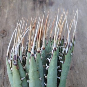 アガベ ユタエンシス ネバデンシス 5 Agave uthaensis var. nevadensis