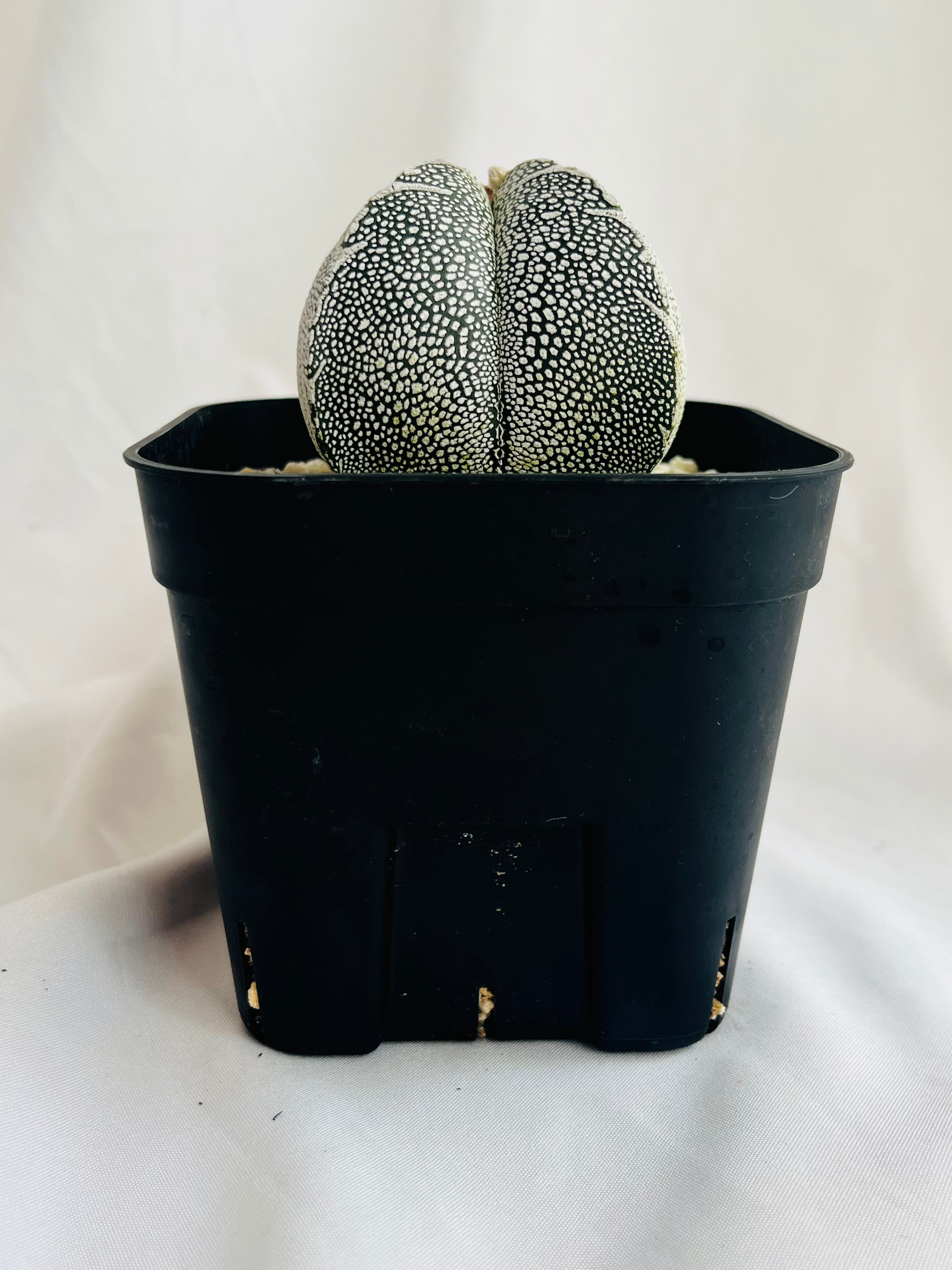 Astrophytum myriostigma アストロフィツム ランポー玉 恩塚鸞鳳玉