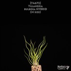 【送料無料】bulbosa HYBRID M〔エアプランツ〕現品発送T4672