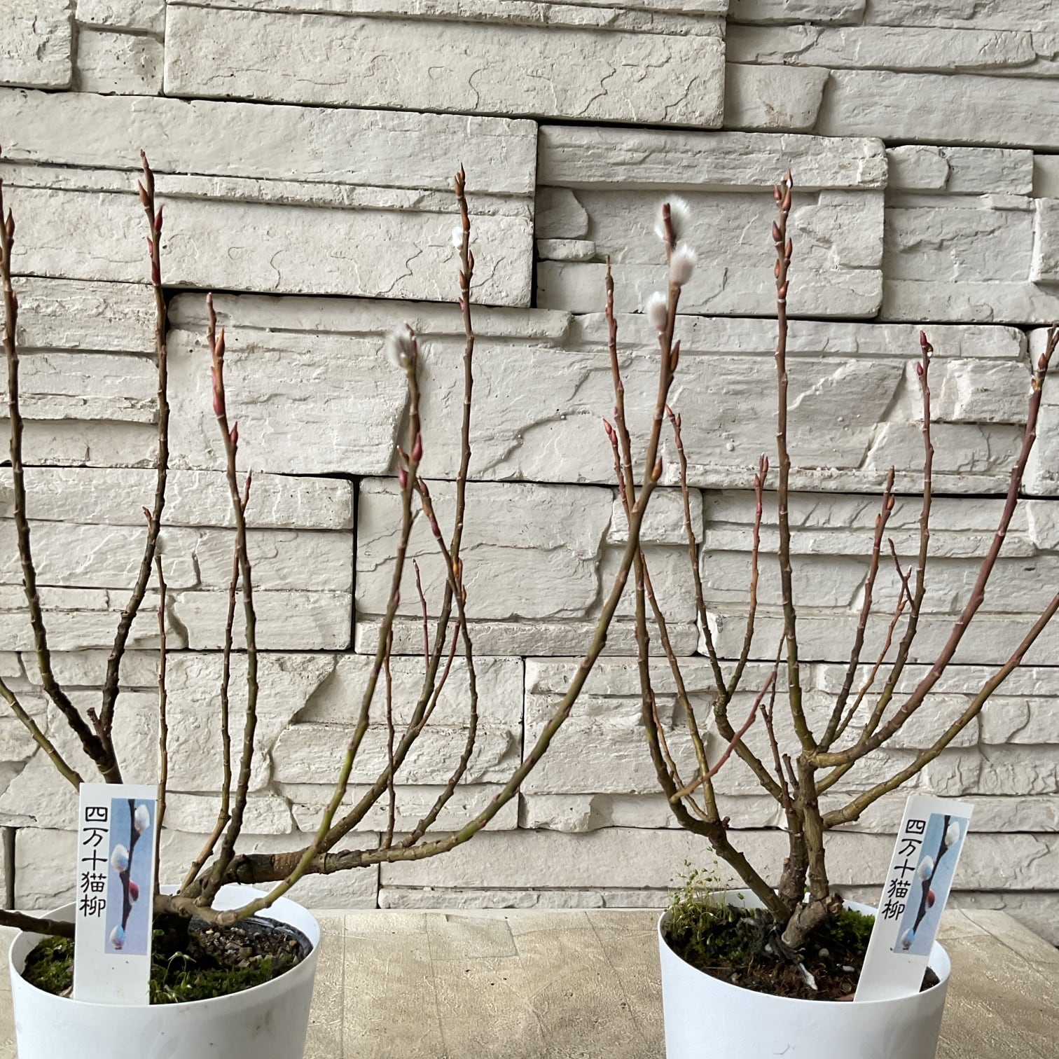 ボリューム苗　アデナンサス　ウーリーブッシュ　鉢植え　大苗 アデナンサス ウーリーブッシュ 5号鉢 | 橋本種苗園