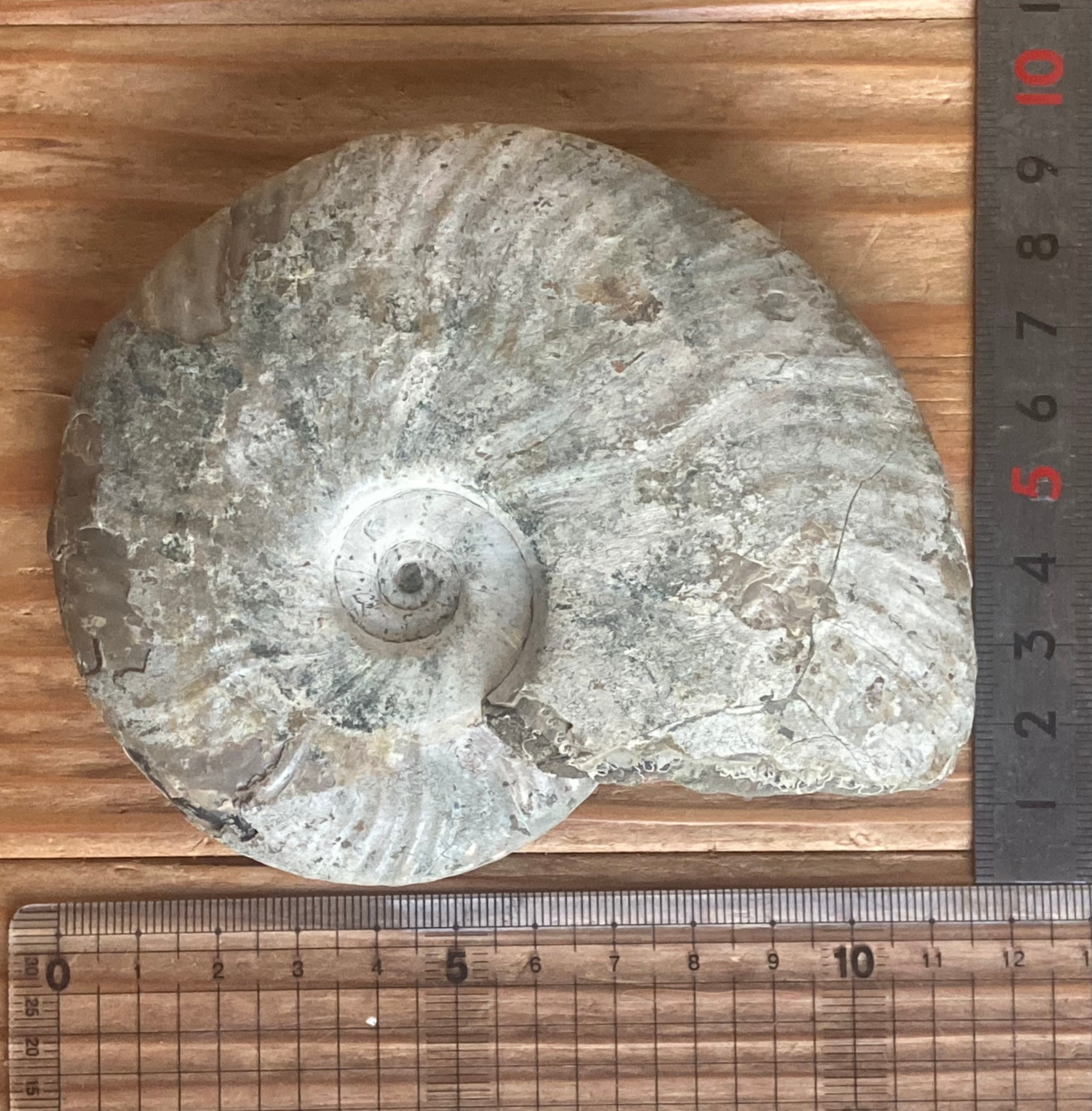 【限定出品】マダガスカル産　アンモナイト化石青（クリオニセラス）超特大サイズ マダガスカル産 アンモナイト化石青（クリオニセラス）大サイズ