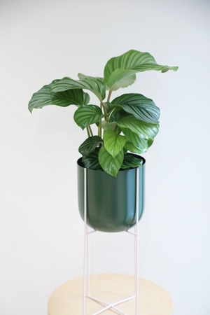 【M】カラテア オルビフォリア/Calathea