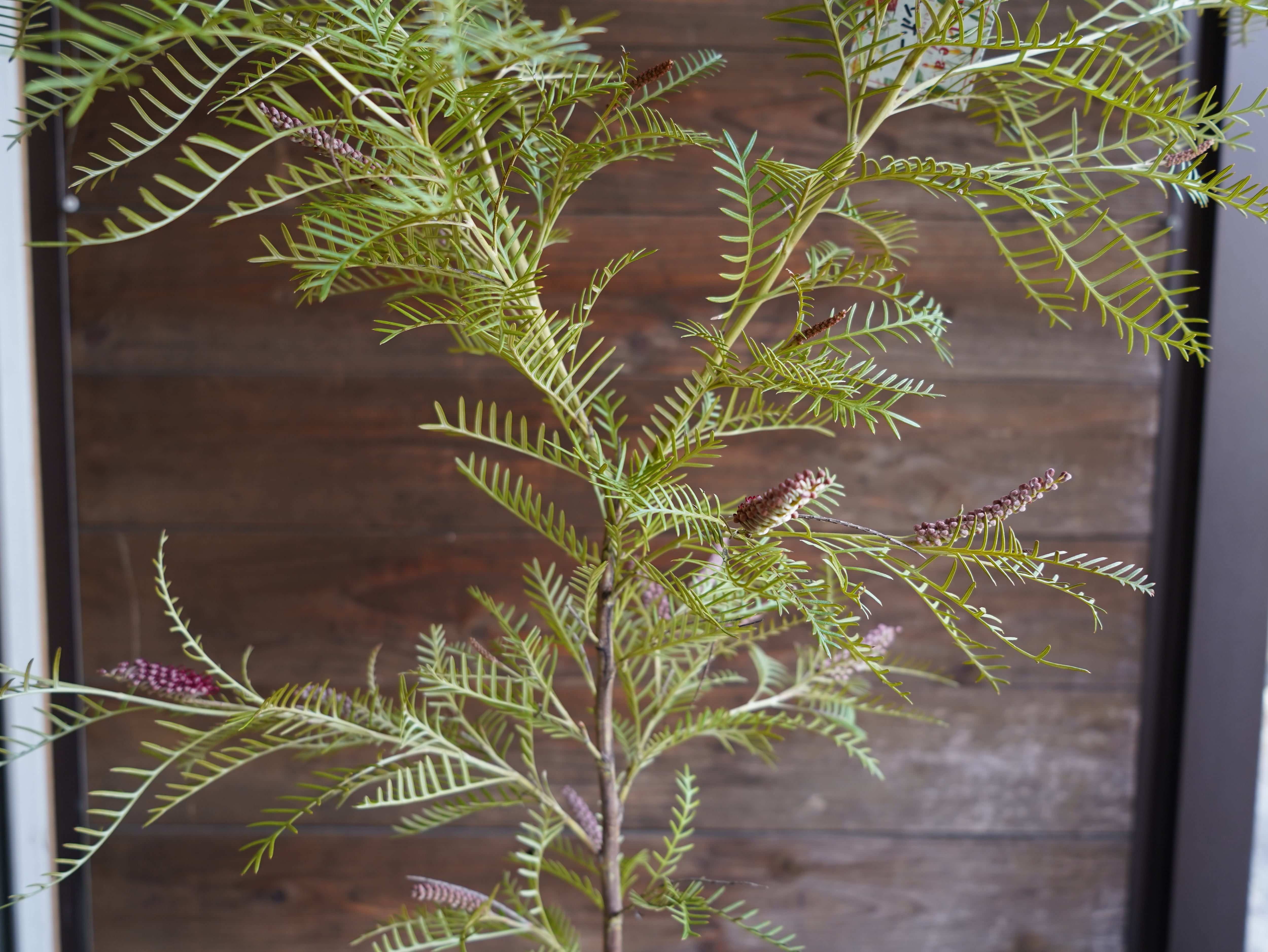 【現物】グレビレア　"アイバンホー"