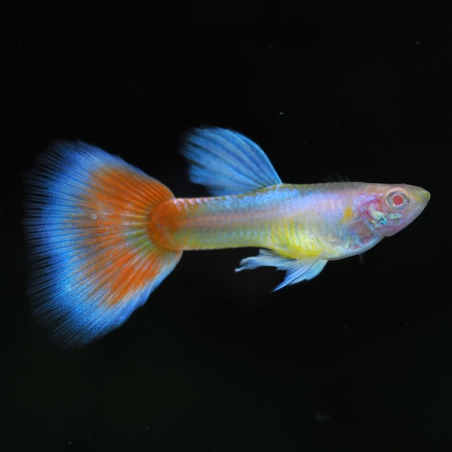 【セール】ラズリーレッドテールタキシード　若魚2ペア