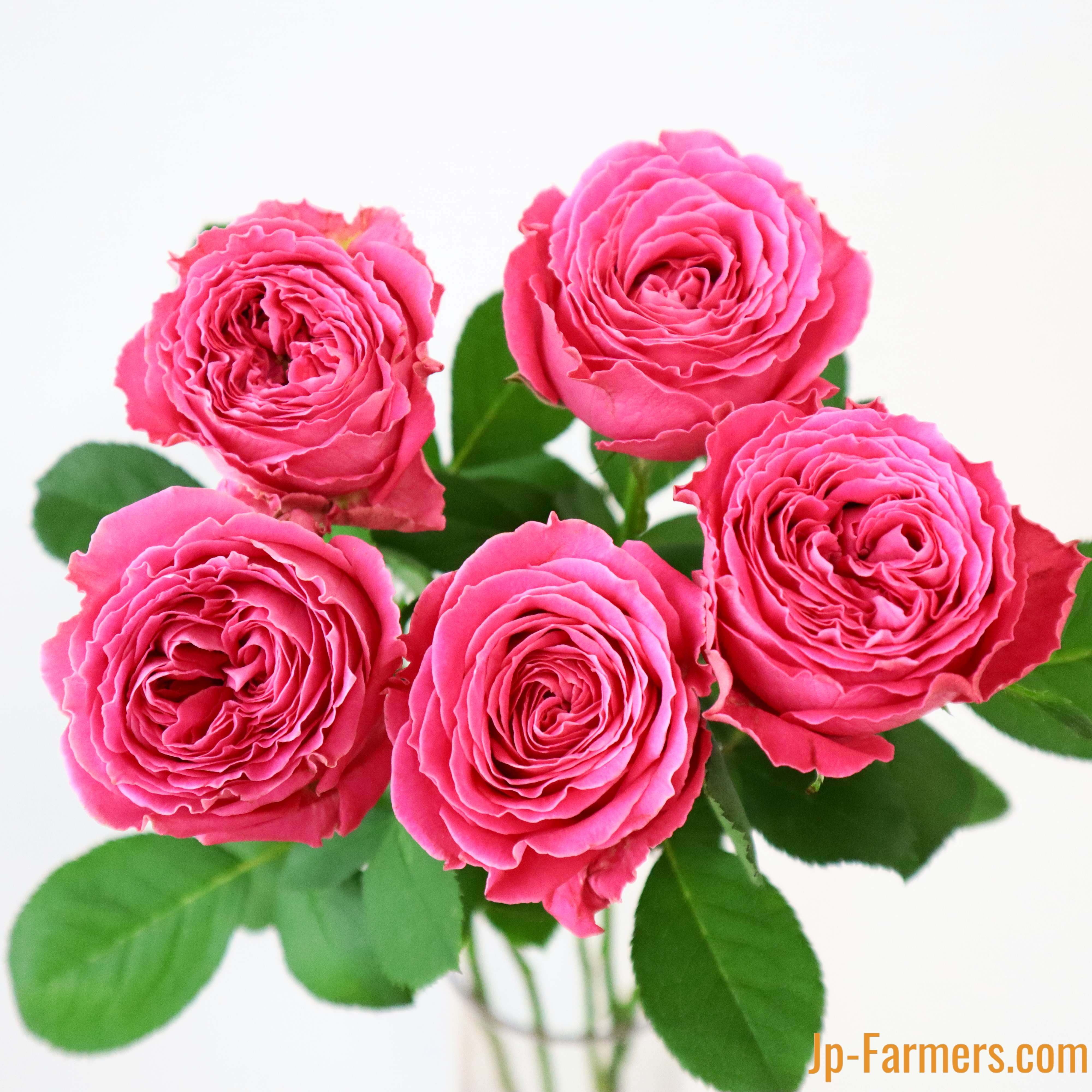 FINEROSE 特集 | 新鮮お花問屋 Jp-Farmers.com