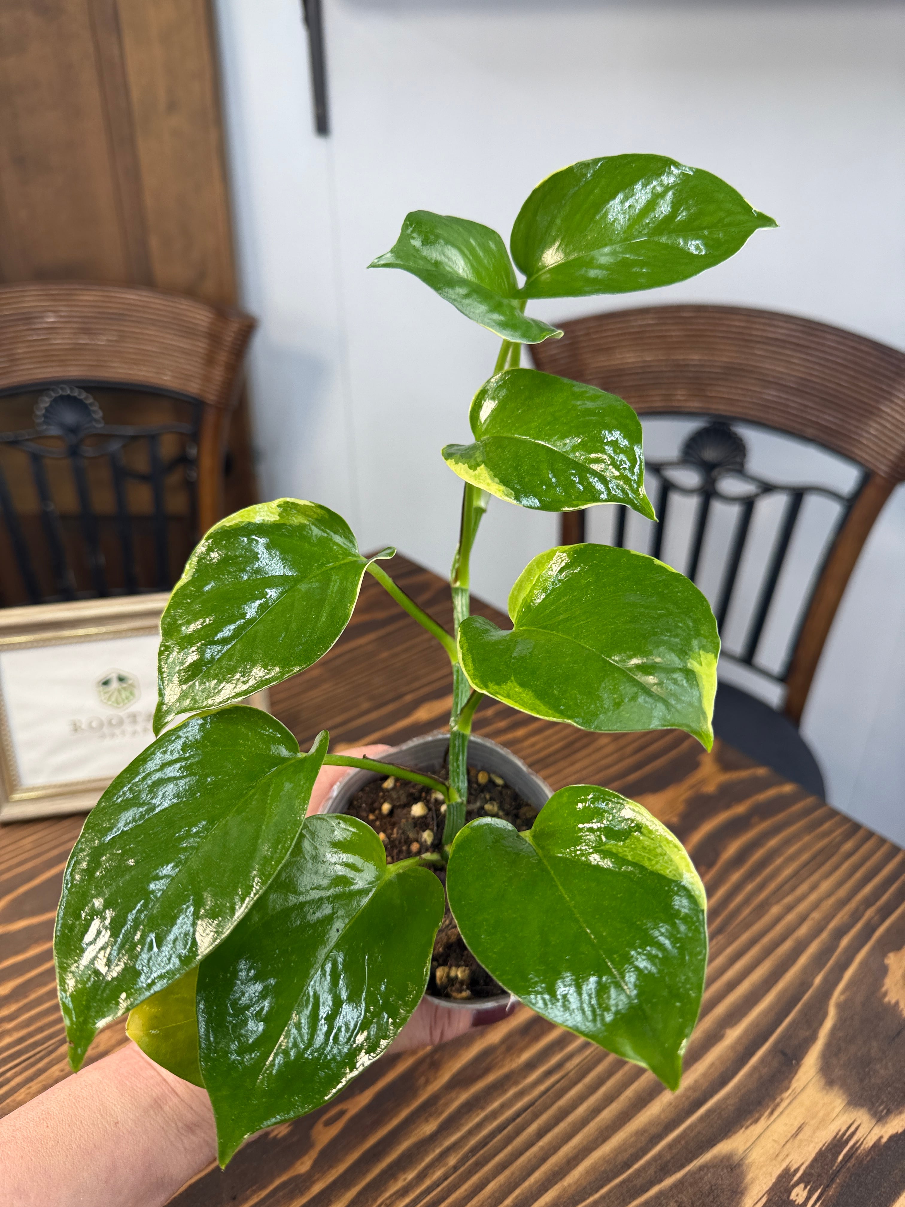 ポトス 観葉植物 AWドリーム 激レア　新品種 ポトス AWドリーム 激レア 新品種 ハンギング 観葉植物 希少