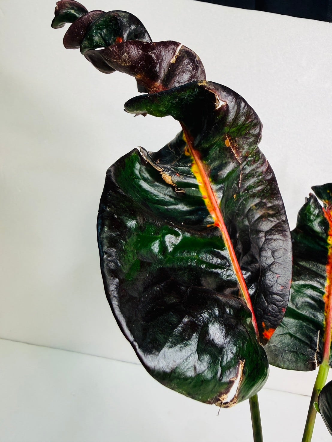クロトン Prang Thip 4号 | 観葉植物と雑貨のお店 VIVAGREEN