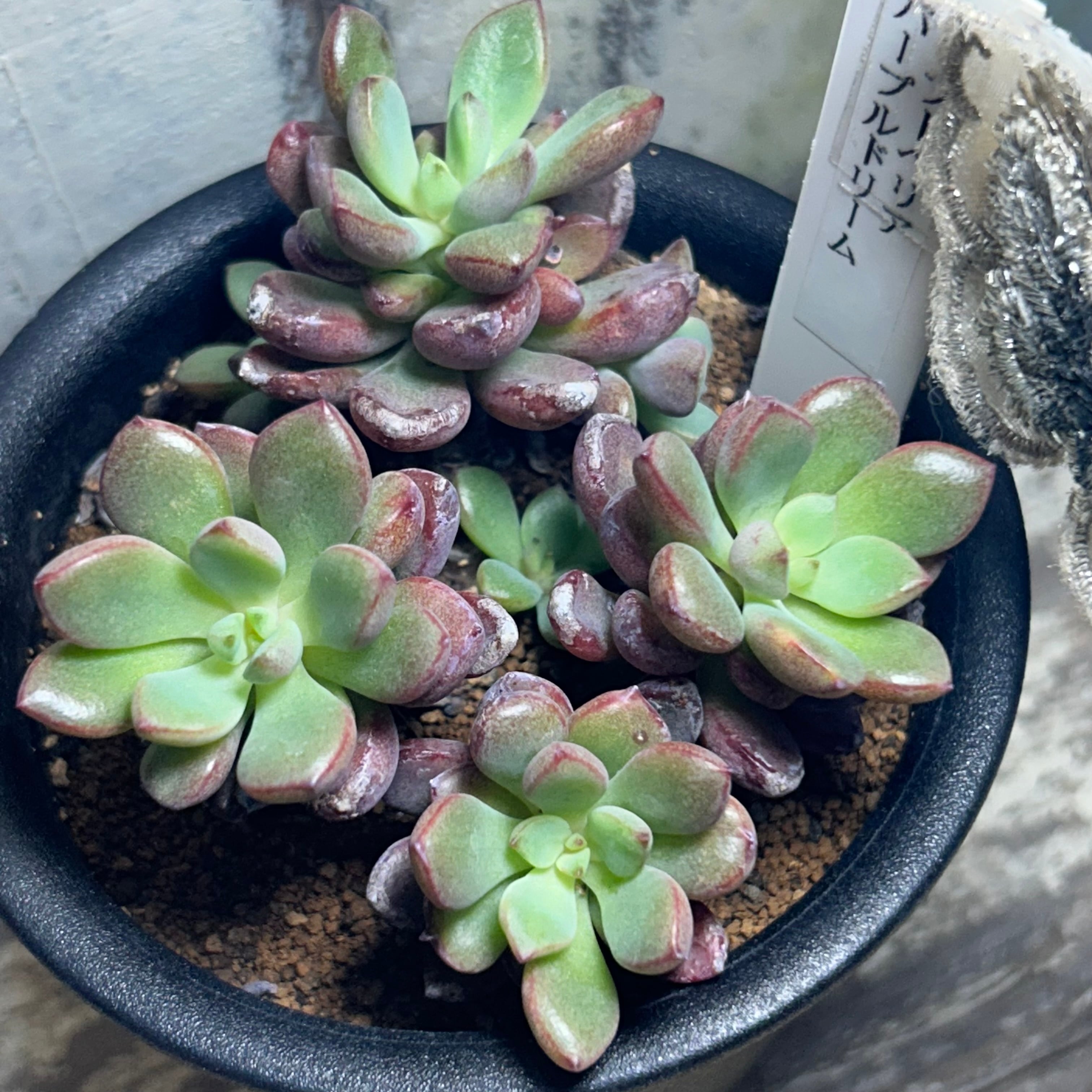 パープルドリーム(Purple Dream | RuPo 多肉植物専門店