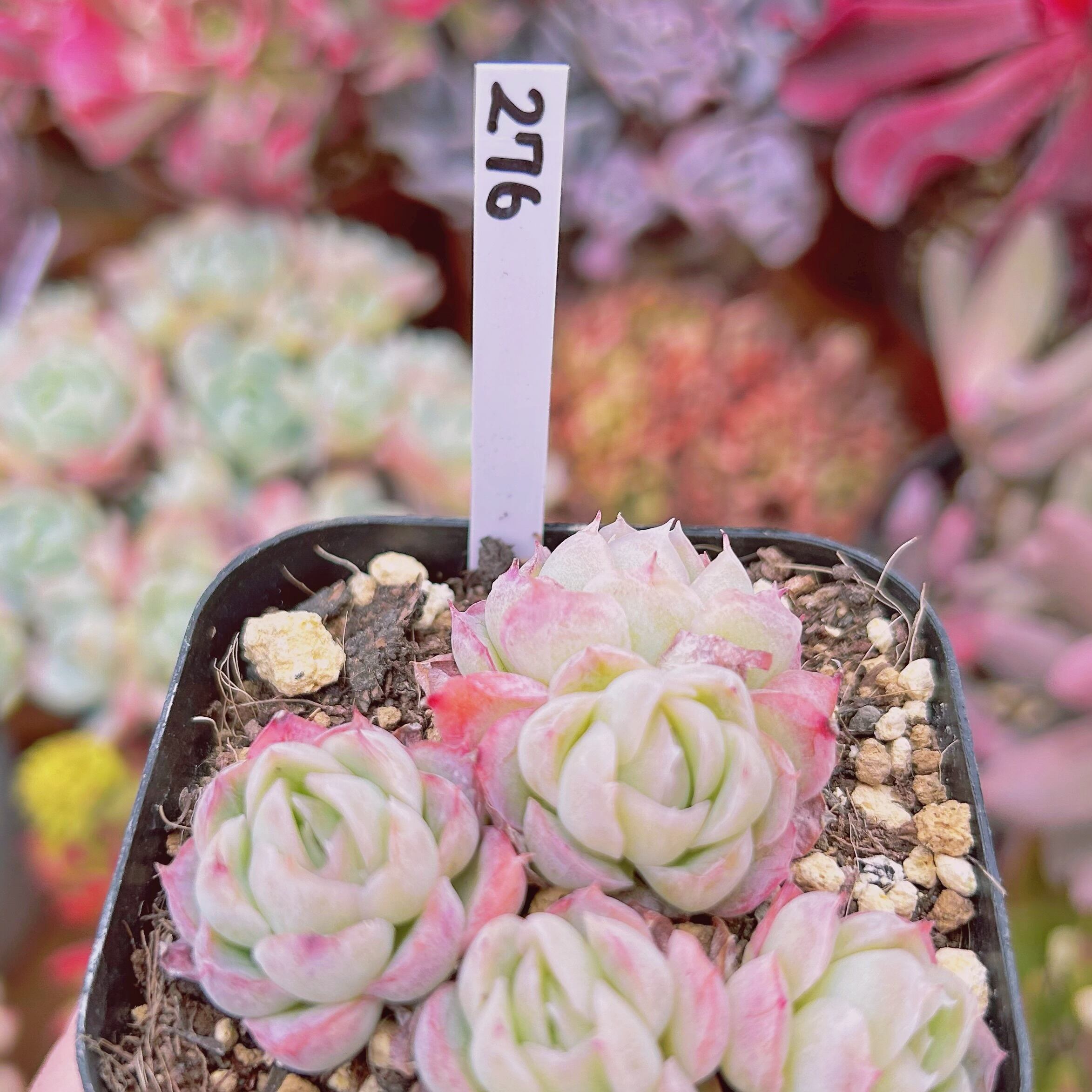 276現物 多肉植物 ストロベリーアイス 抜き苗 | るる農園~多肉植物専門