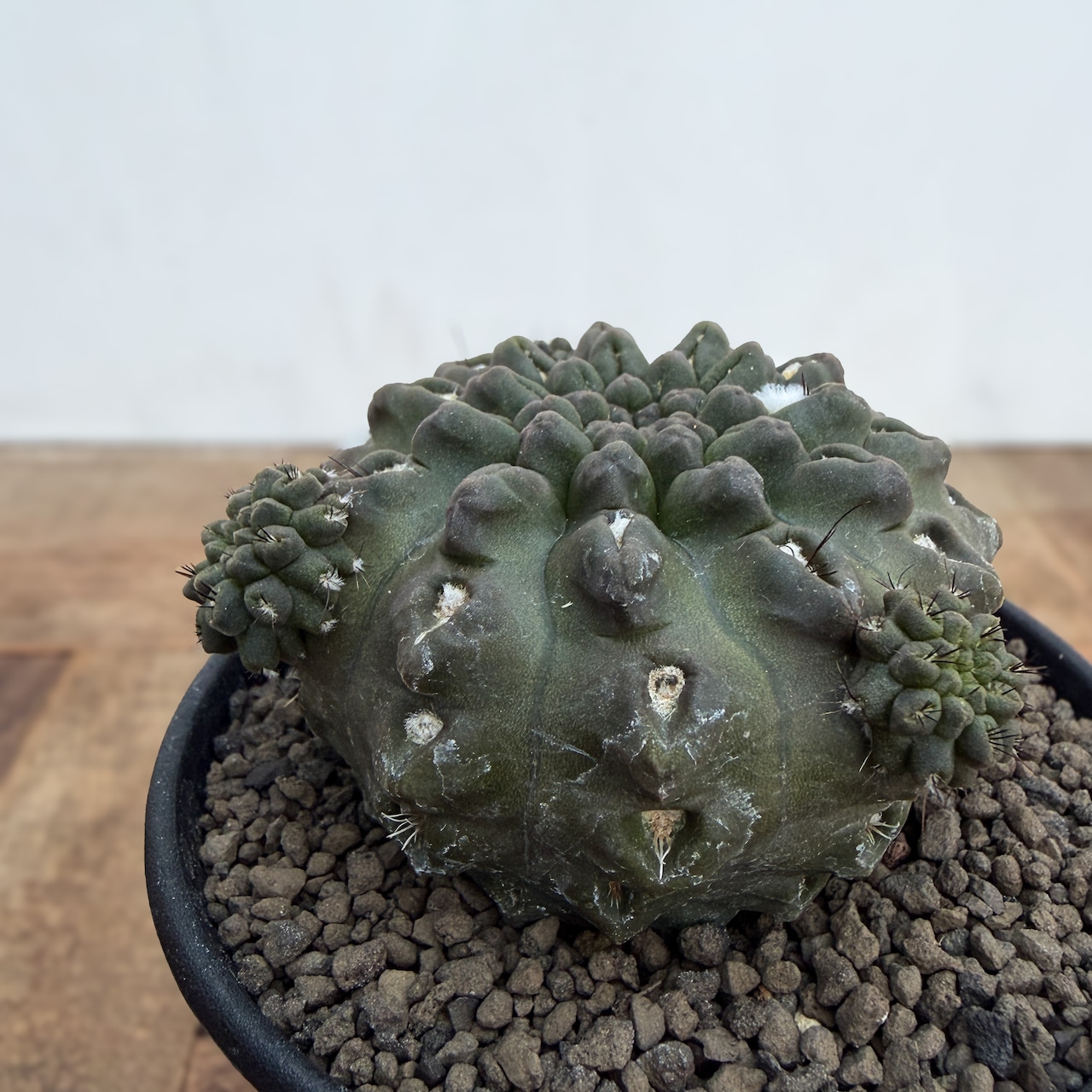 Neochilenia dimorpha【ネオチレニア・デモルファ】