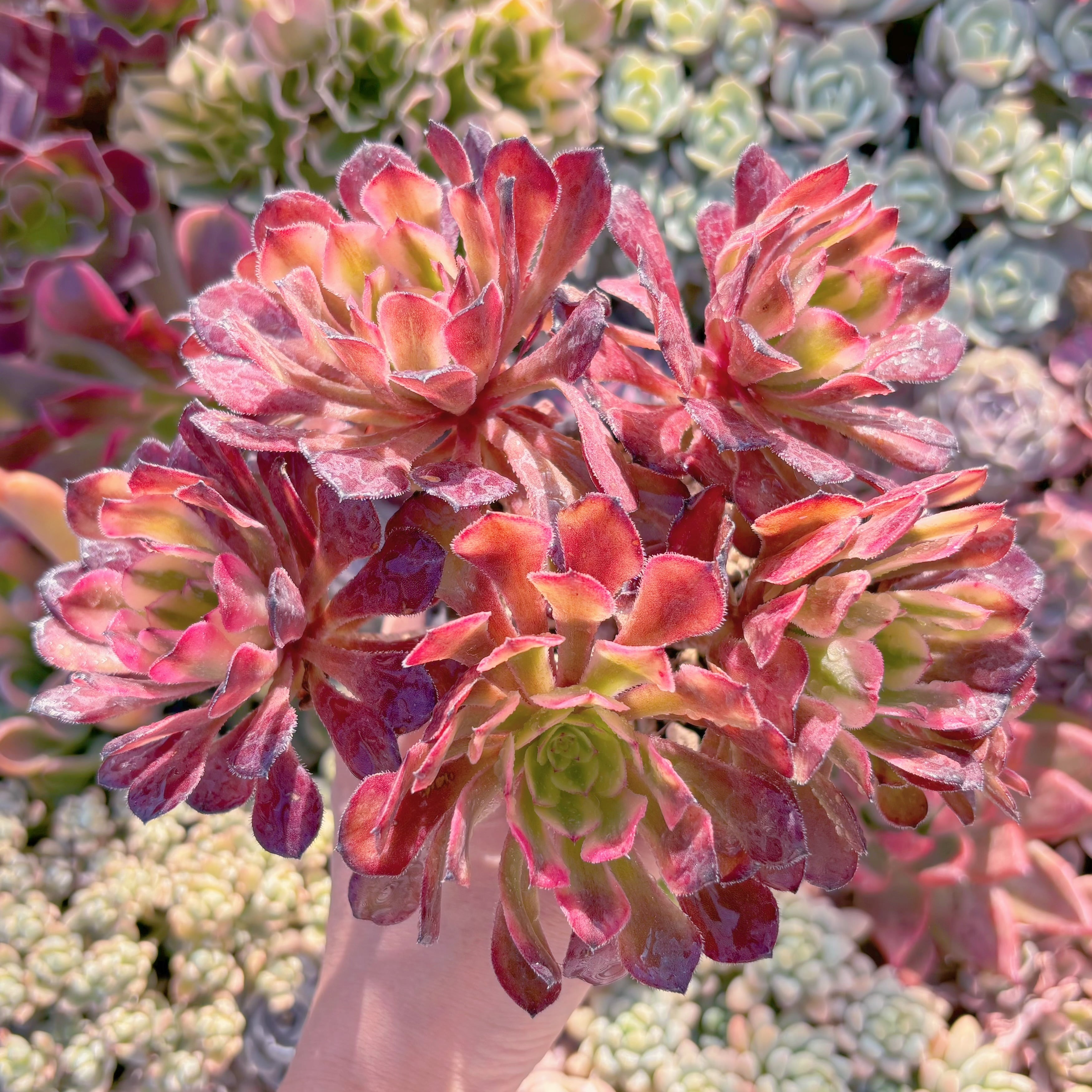 現品　マリド錦#237　大群生　新入荷　るる農園