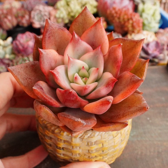 色づき抜群【キメラ錦 】斑入り　エケベリア　韓国多肉