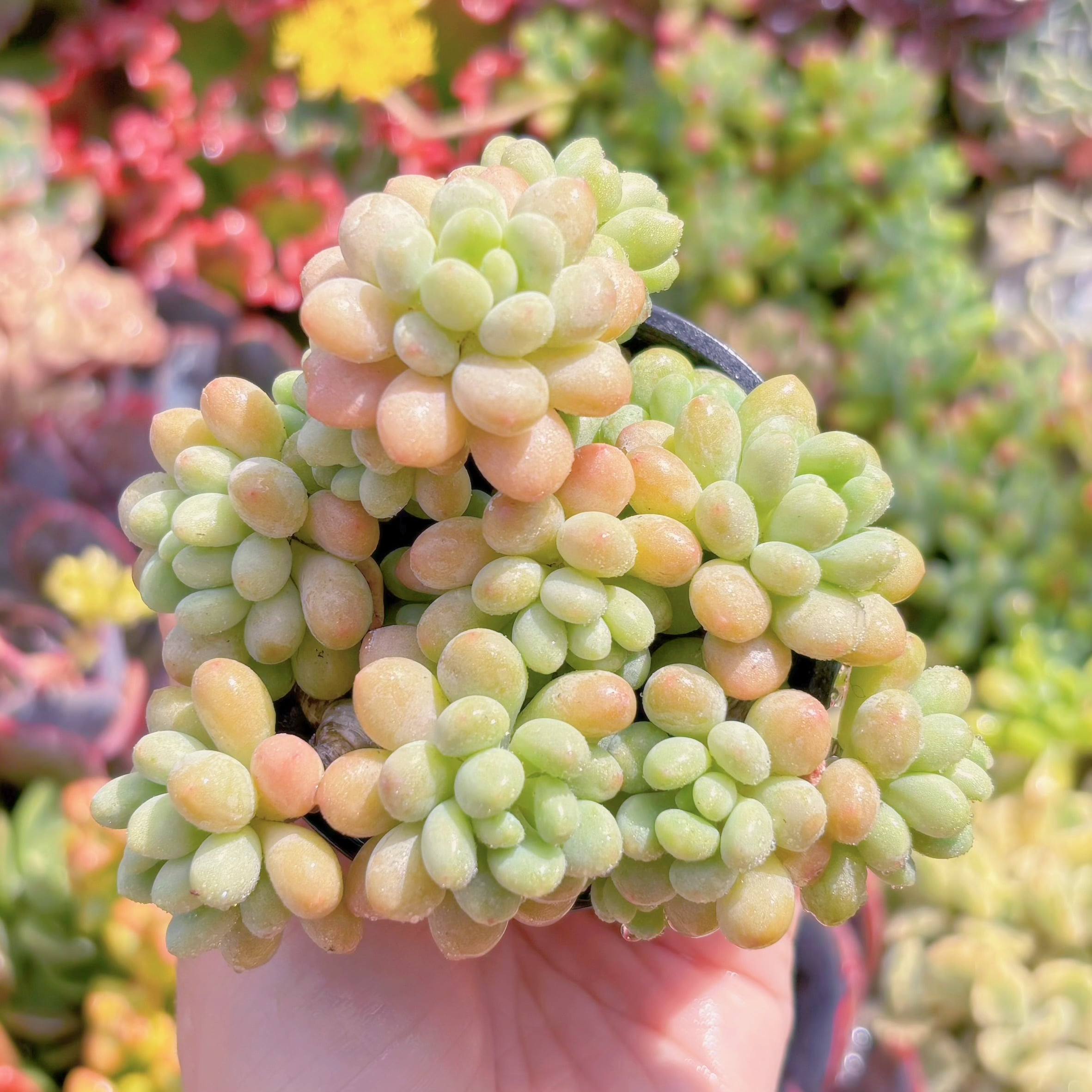 現品　ロココ#M062　古株　るる農園