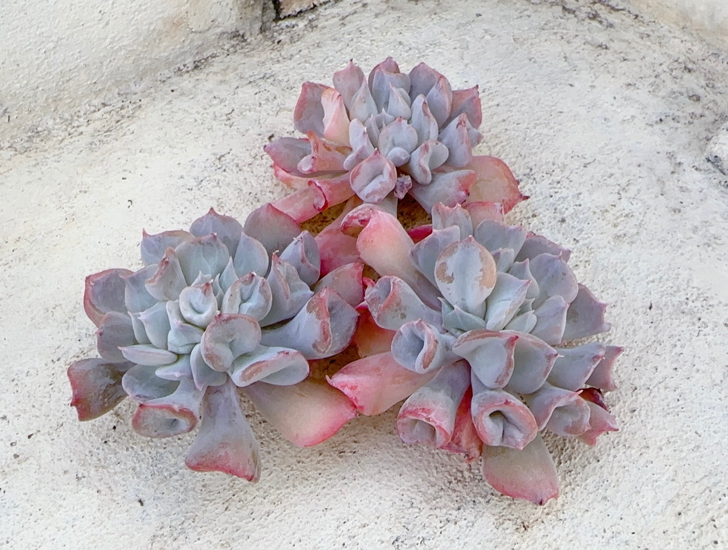 コロラータリンゼアナ | 倉敷多肉工房