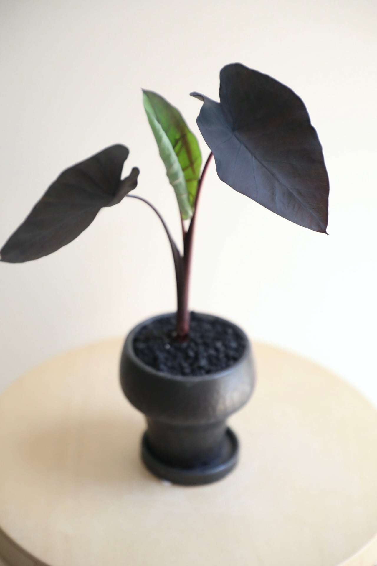 M】コロカシア ブラックマジック/Colocasia Black Magic | 【厳選植物