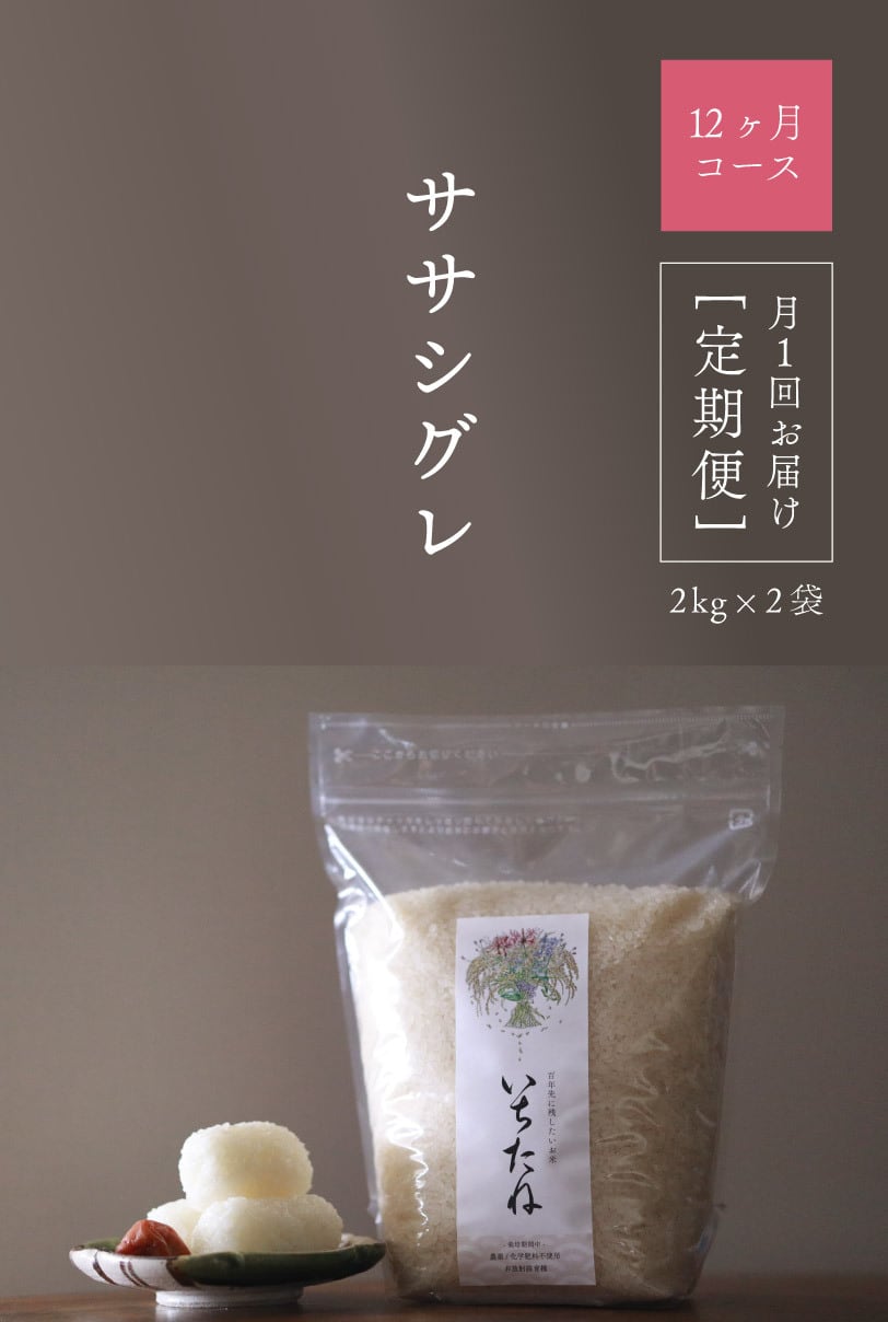定期配送＞「ササシグレ」令和7年産 白米2kg×2袋（12回） ※配送エリア