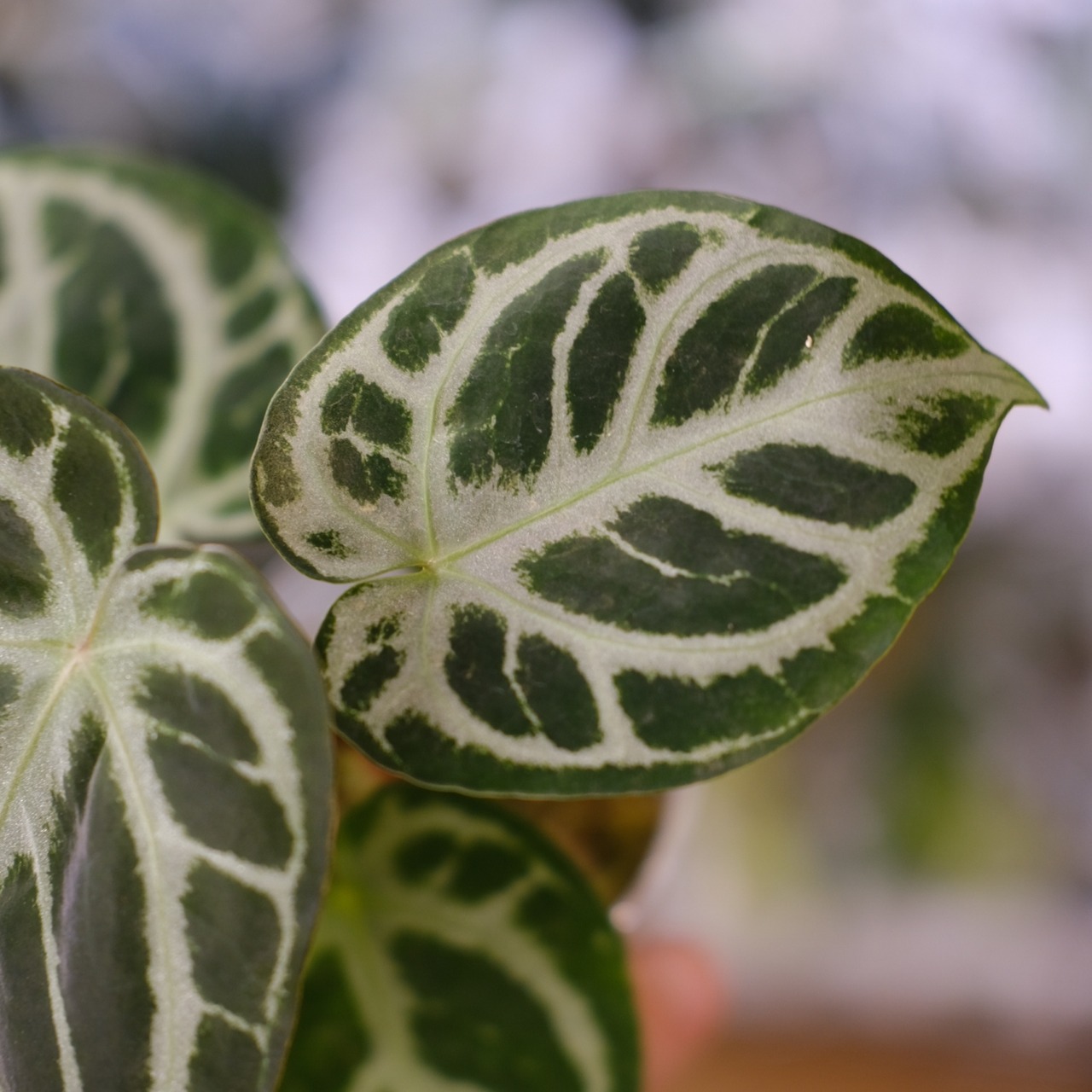 Red Crystallinum × Silver Blush / アンスリウム・レッド クリスタリナム × シルバーブッシュ④