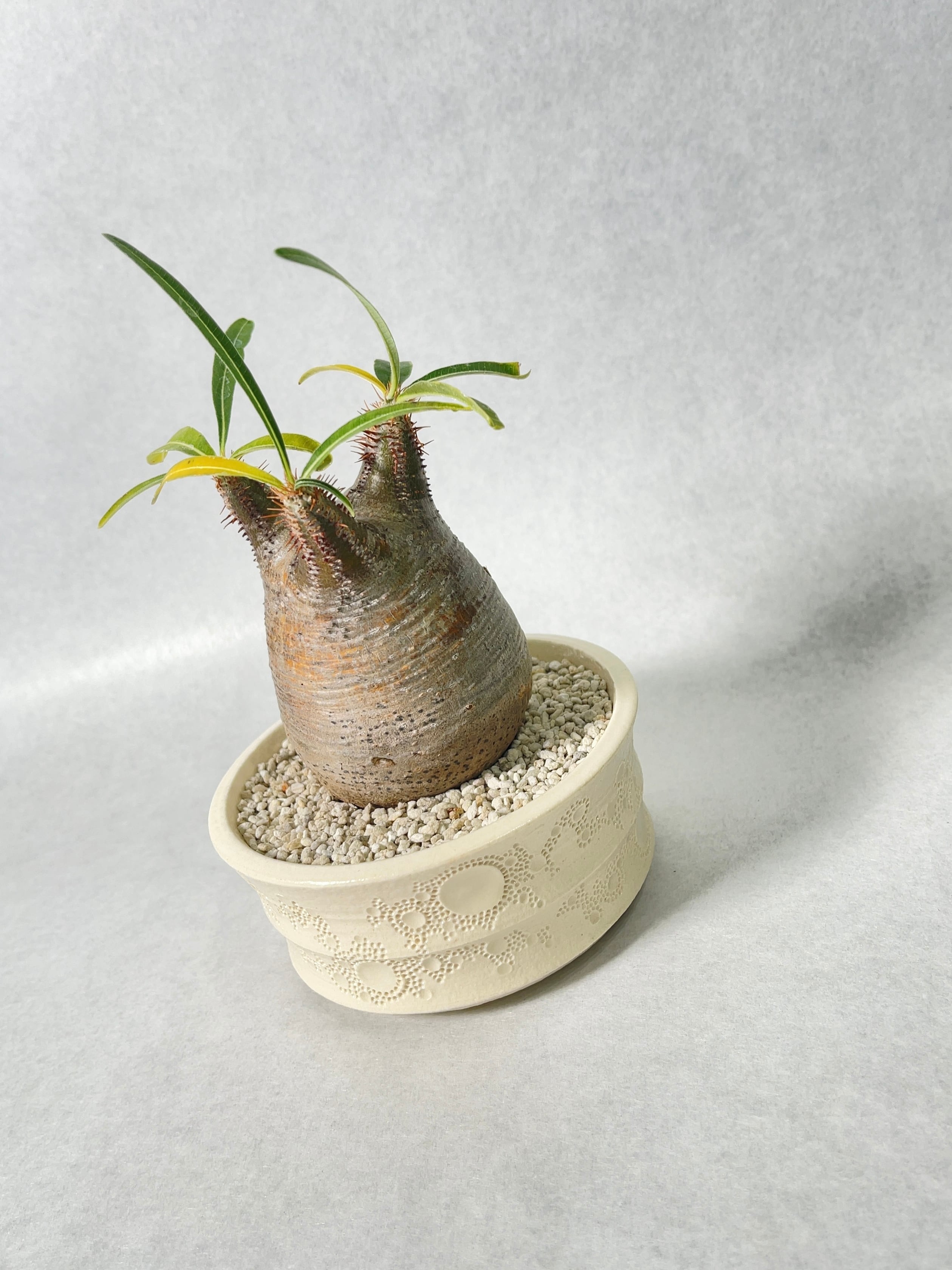 パキポディウム・グラキリス⑫ パキポディウム・グラキリス | trigger