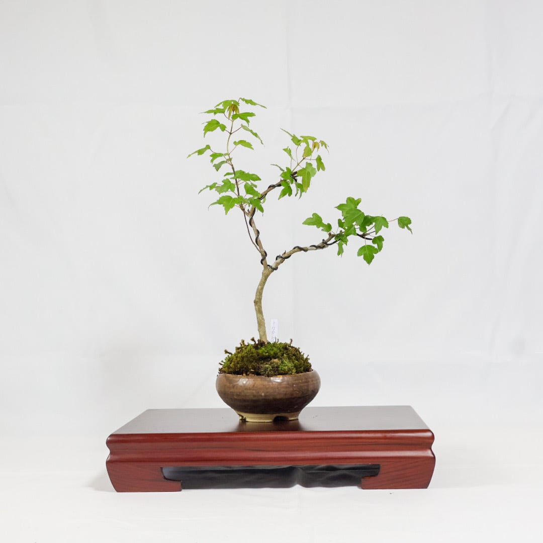 唐楓／トウカエデ盆栽（NA-004） | 和の暮らし盆栽店 | 公式オンライン