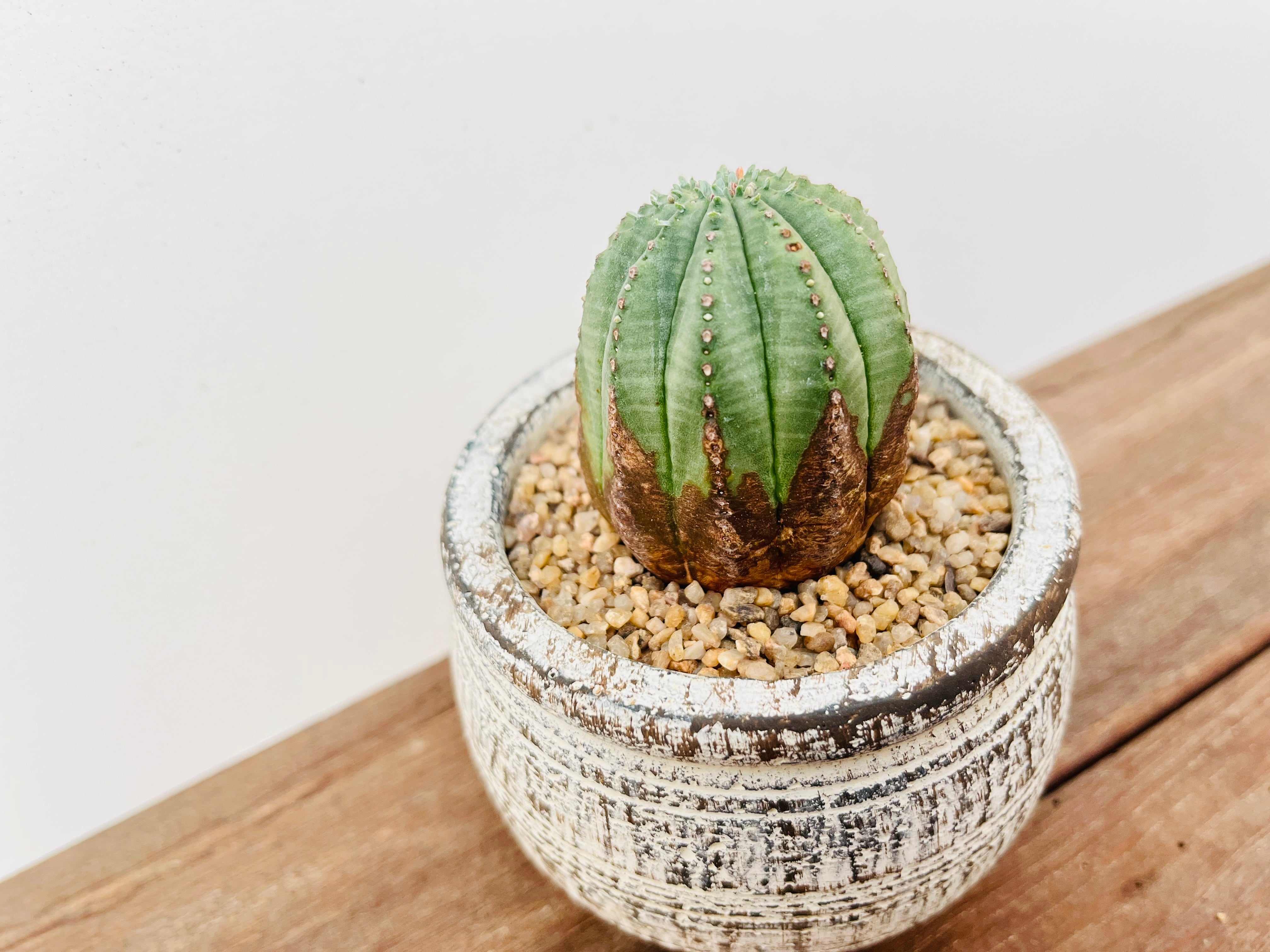 ☆激レア☆ 魔紅麒麟錦　魔紅キリン　ユーフォルビア　オベサ　obesa ホリダ ☆激レア☆ 魔紅麒麟錦 魔紅キリン ユーフォルビア オベサ obesa ホリダ