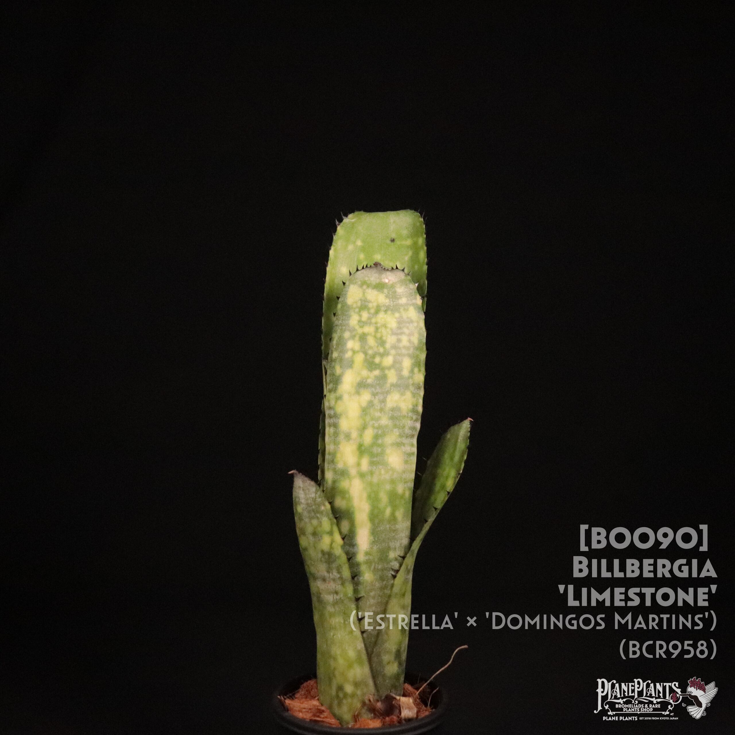 【送料無料】Billbergia 'Limestone'〔ビルベルギア〕現品発送B0090