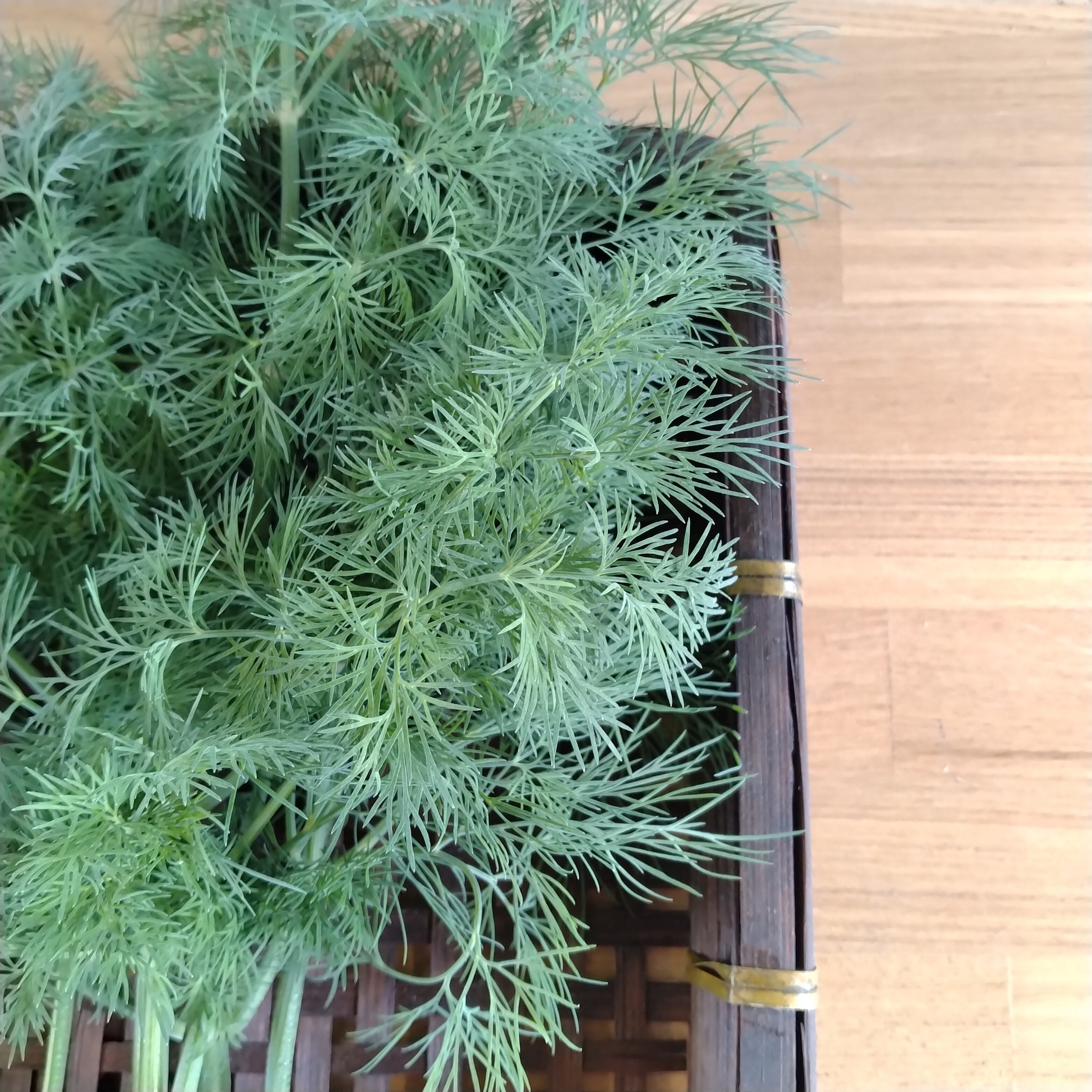 パクチーラオ(ディル)