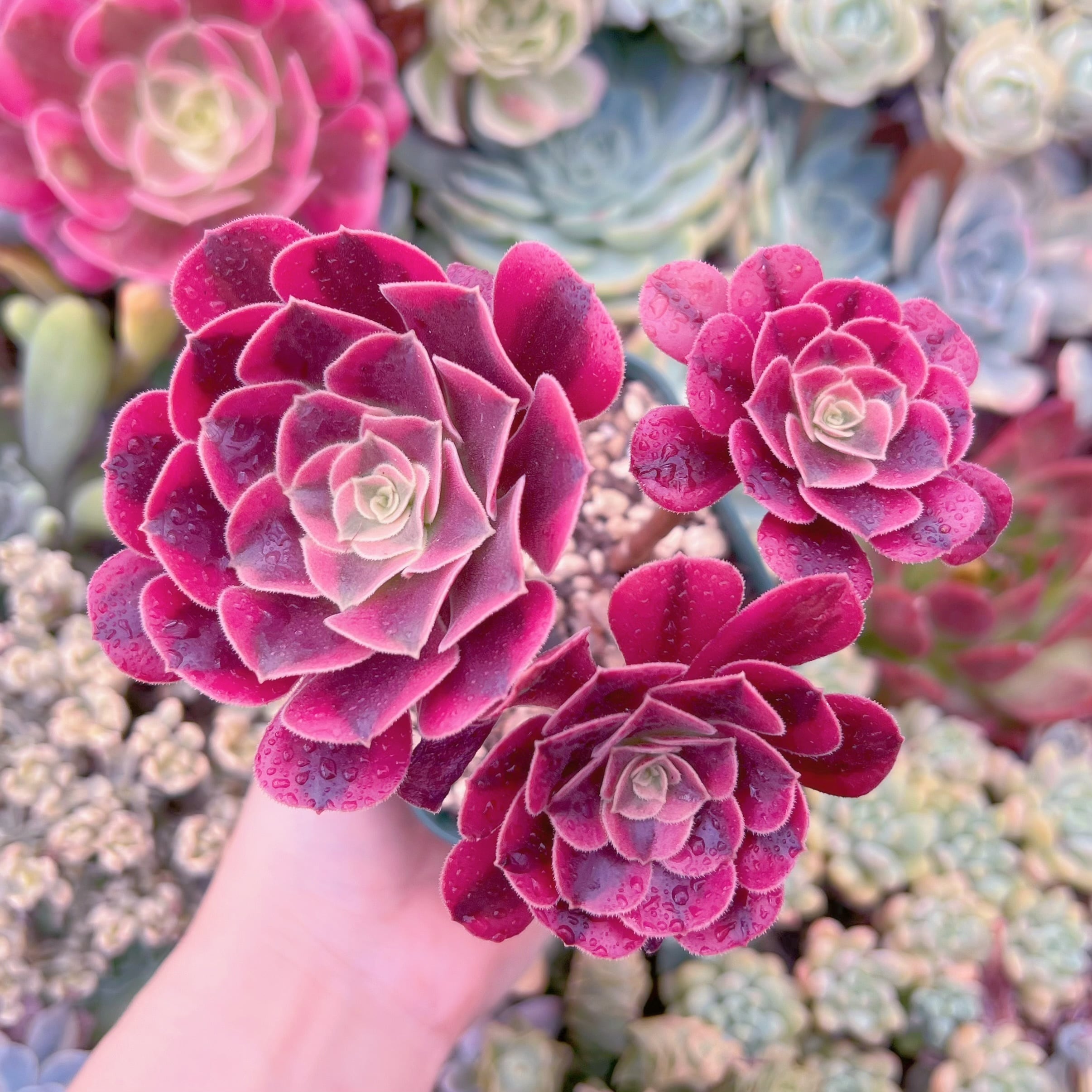 現品　メデューサ#C13　るる農園