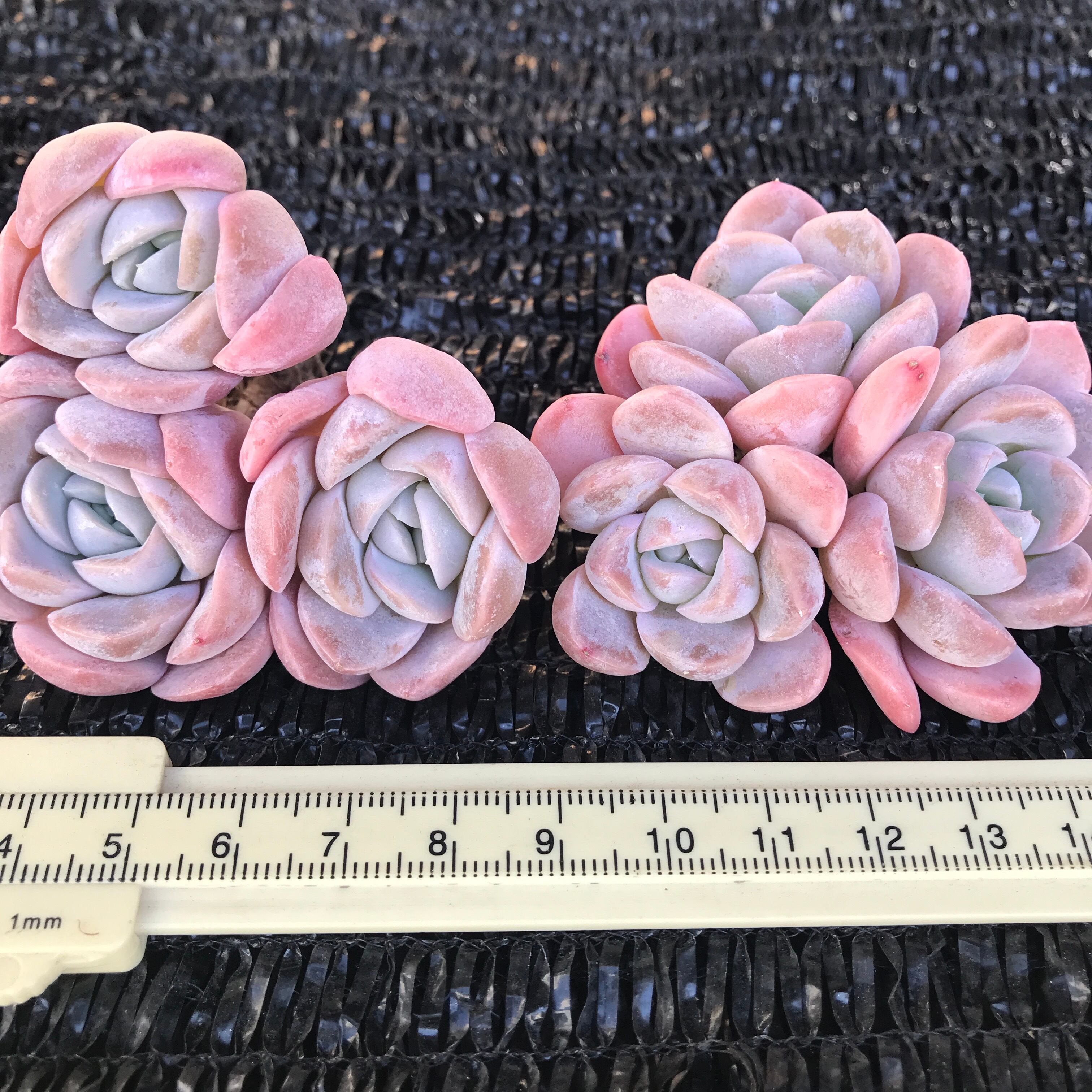 ネコポスで発送❣️実生苗　多肉植物　ドロサンテマ　ミックス　3株セット　抜き苗 ネコポスで発送❣️実生苗　多肉植物　ドロサンテマ　ミックス　3株セット　抜き苗