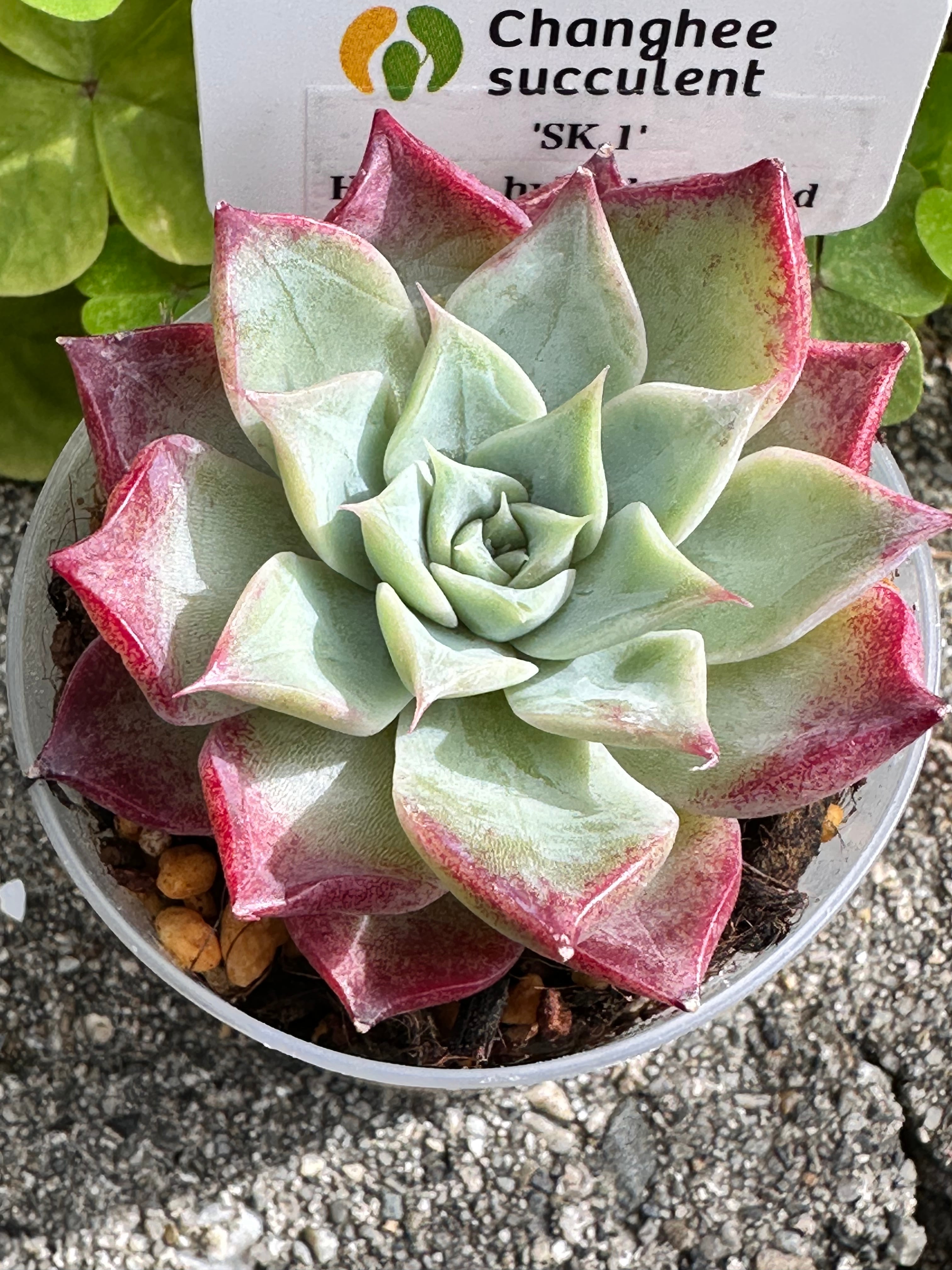 新入荷 多肉植物 キラキラ ドロサンテマム ルビー錦 小苗 抜き苗 1株