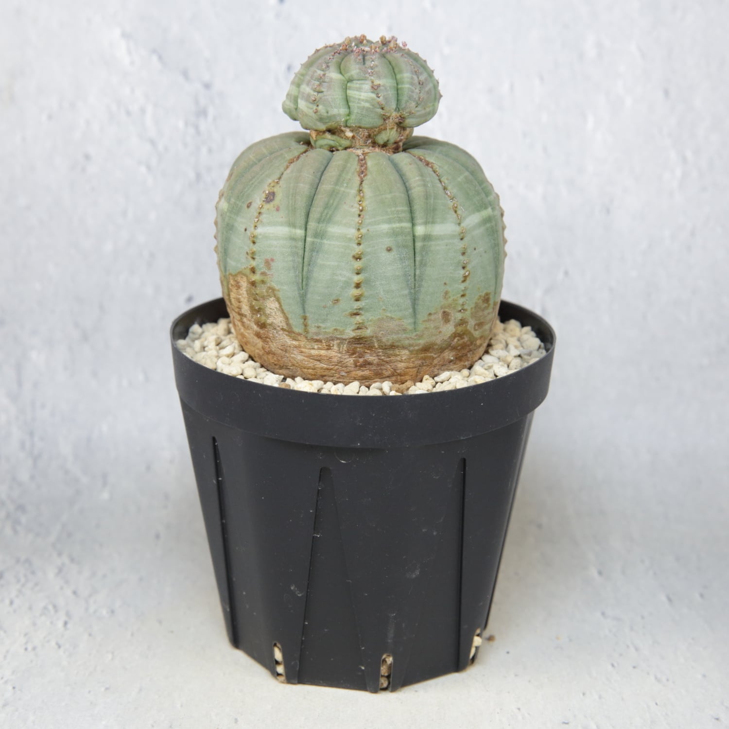 H*様 木質化 オベサ 成長点潰れ3号サイズ 厳選株】成長点潰れ 仔吹き